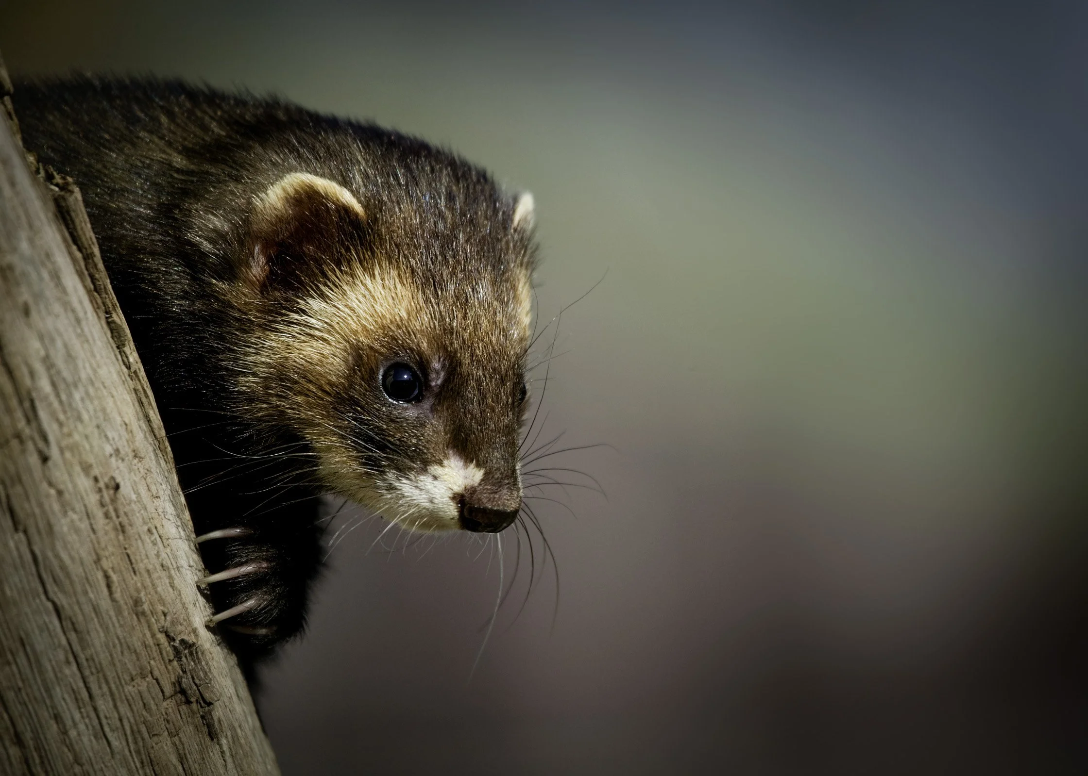 Polecat