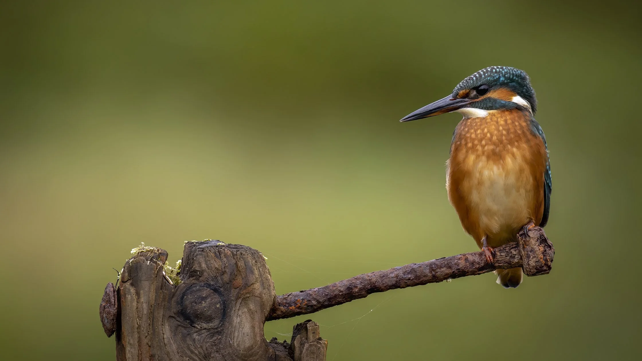 A colorful kingfisher bird with a blue and orange plumage perched on a rough piece of wood against a blurred green background.