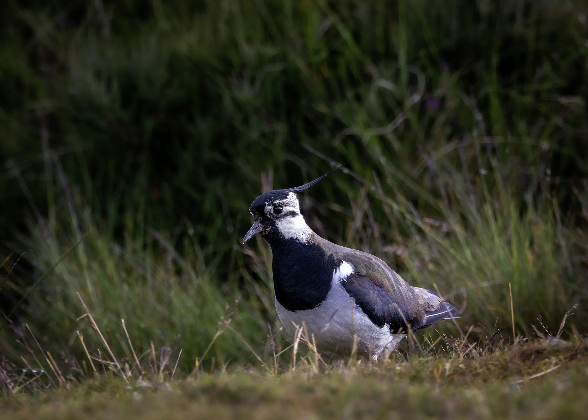 Lapwing