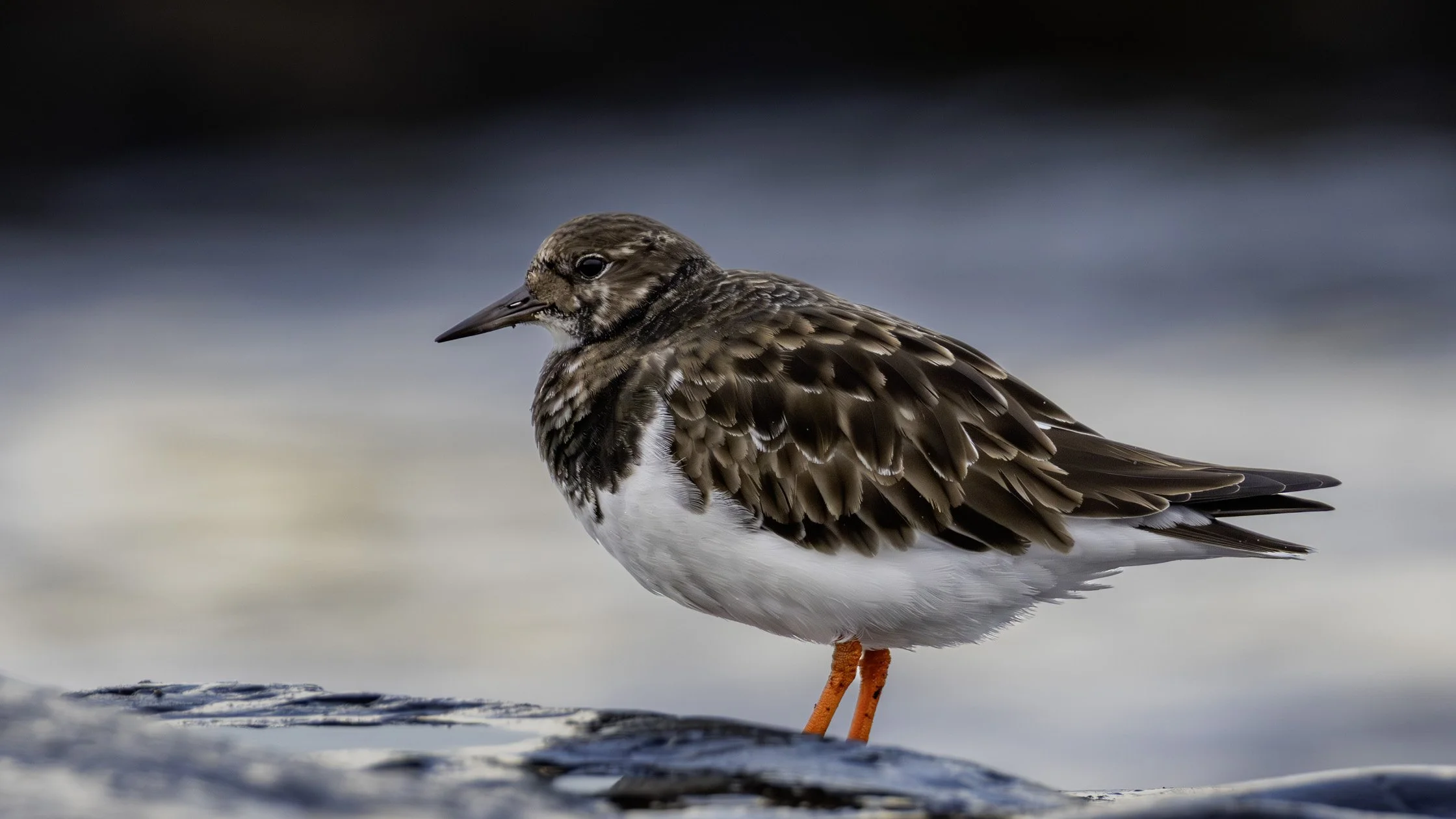 Turnstone