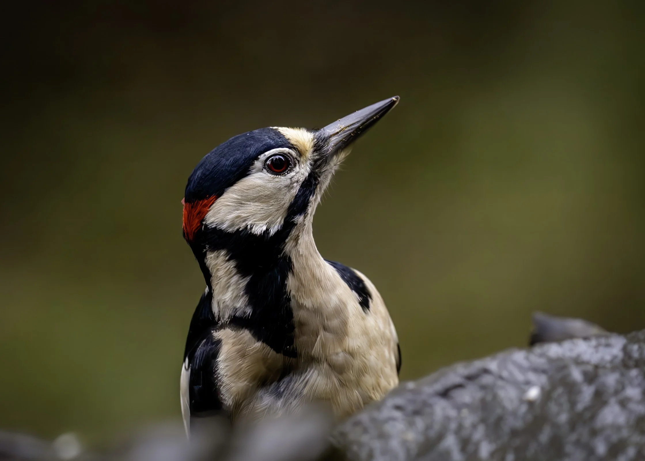 Great Spotted Woodpecker