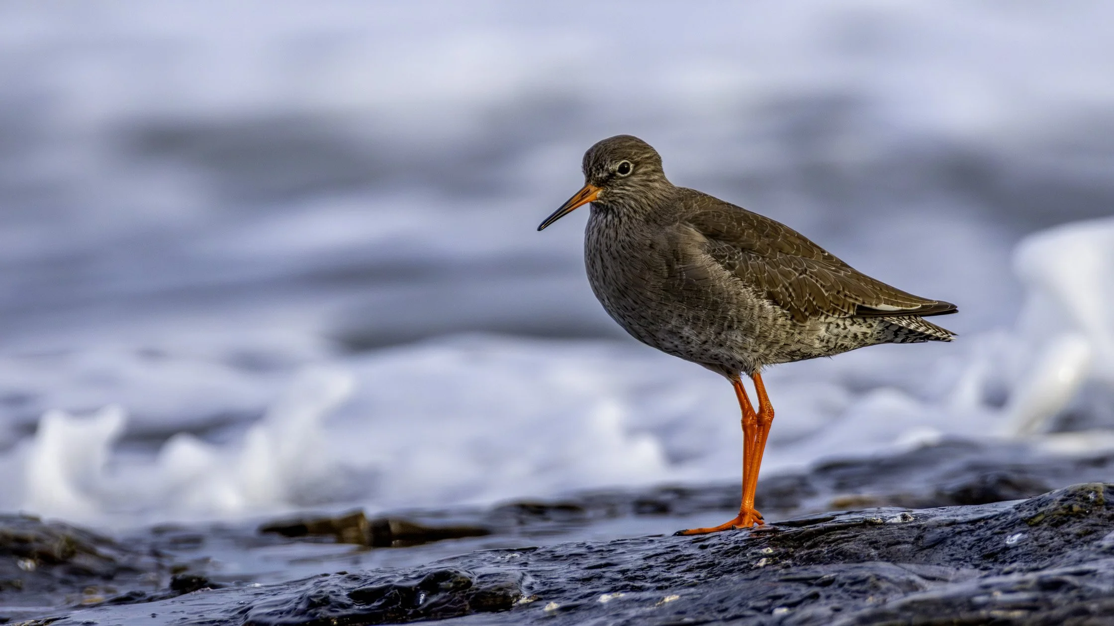Redshank