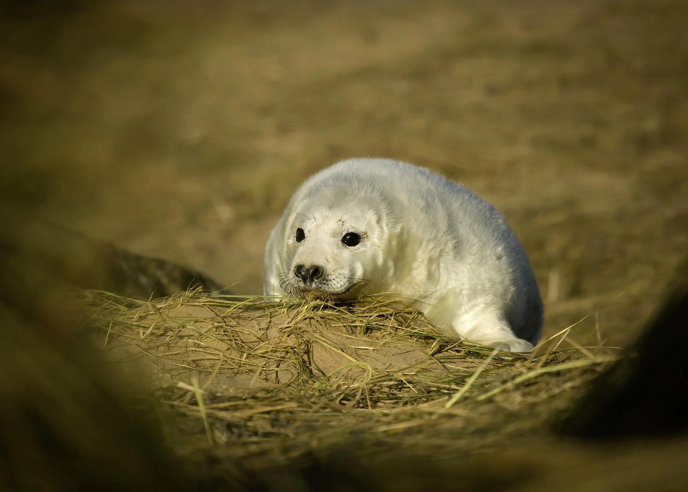 Grey Seal: Pup 