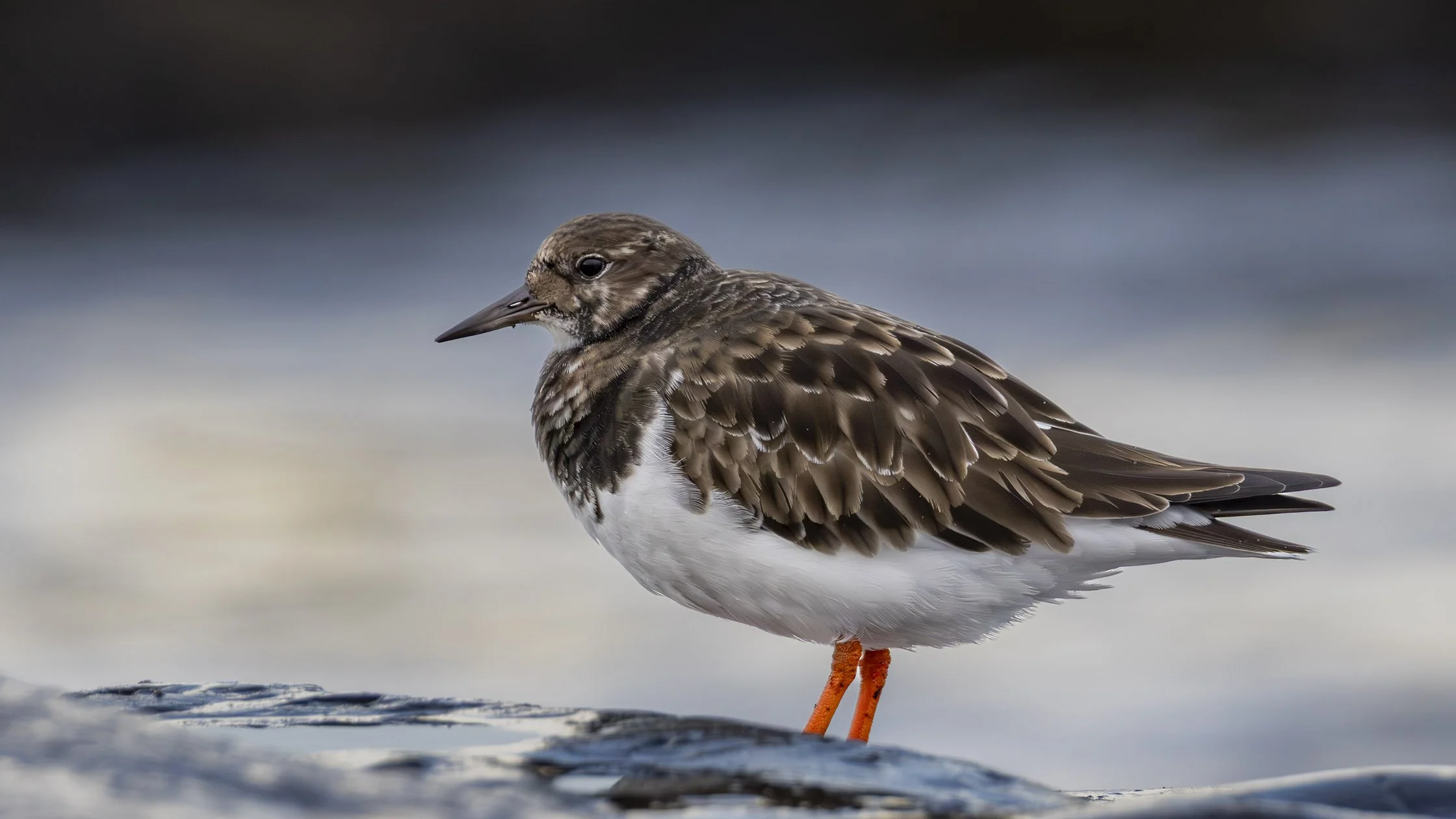 A close-up of a shorebird standing on a rock near water, with brown and white feathers and orange legs.