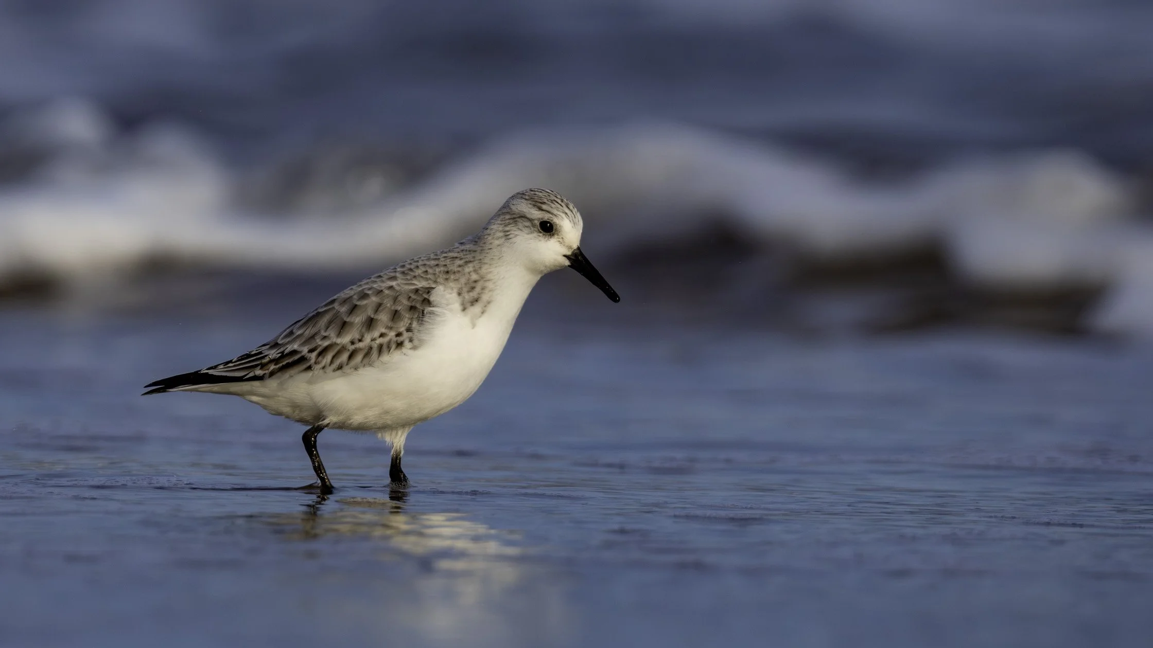 Sanderling (Winter Plumage)