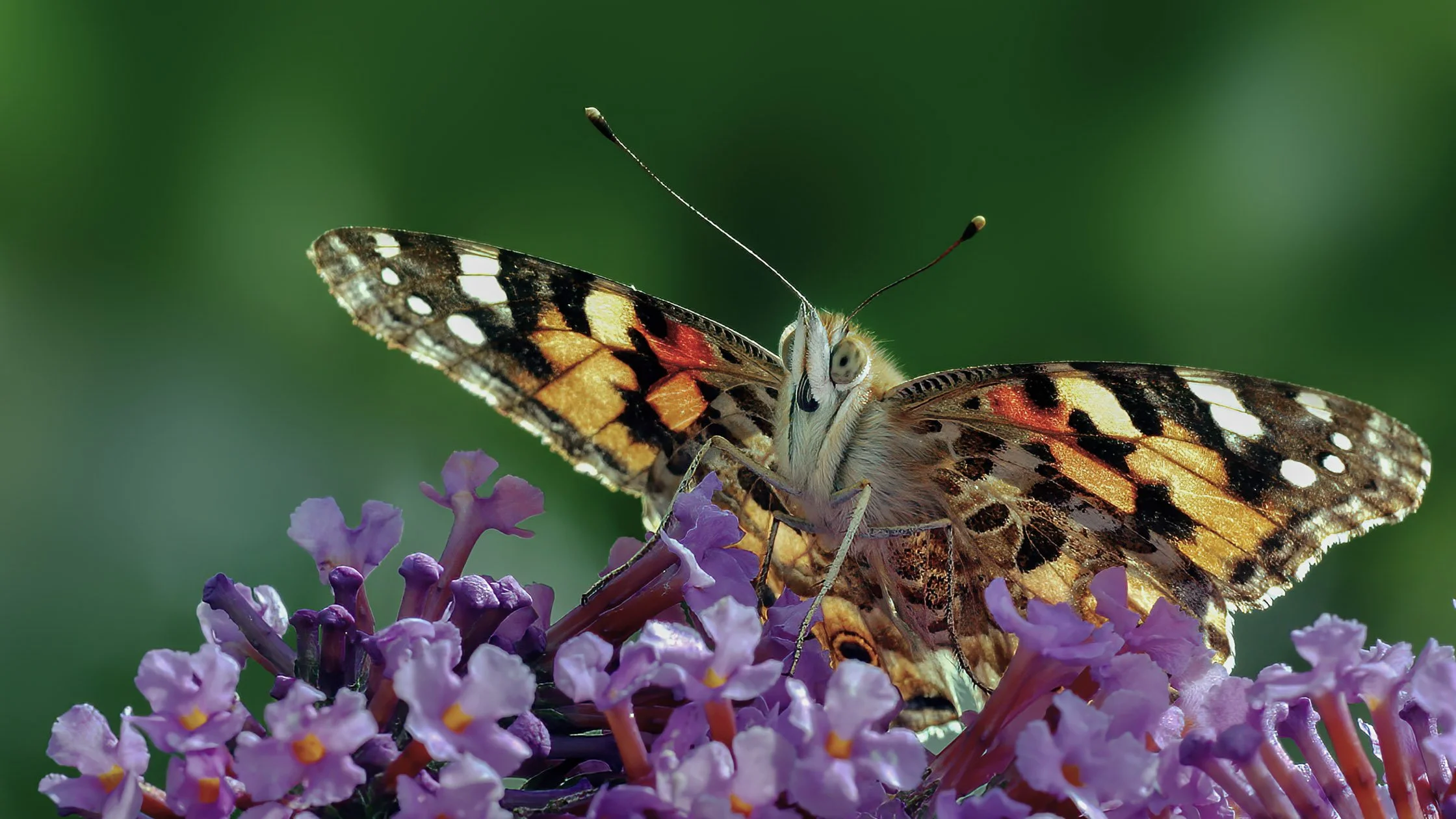 Close-up of a butterfly with orange, black, and white patterned wings perched on purple flowers against a blurred green background.