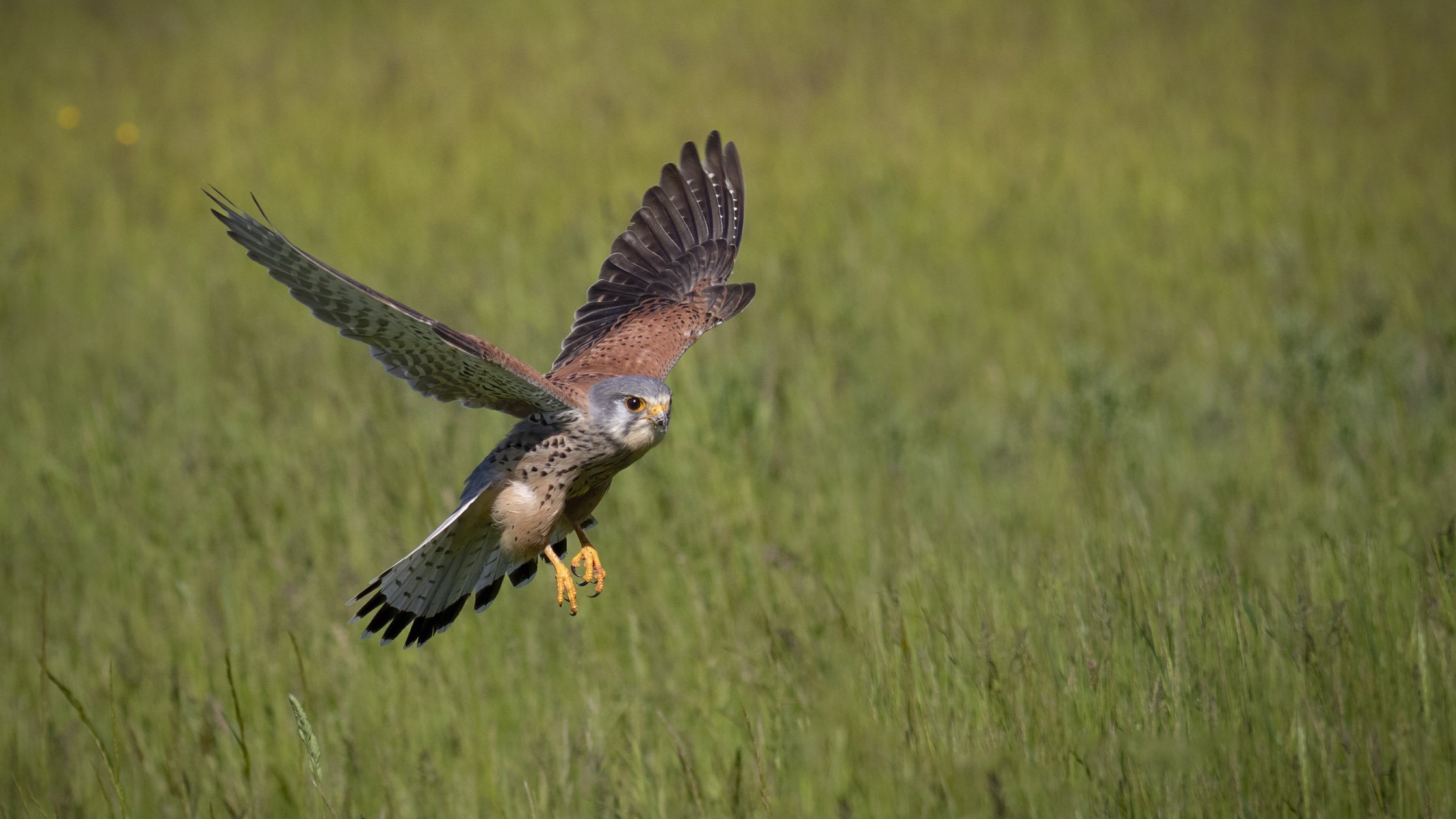 A bird of prey, possibly a kestrel, flying low over a green grassy field with its wings spread wide and talons extended.