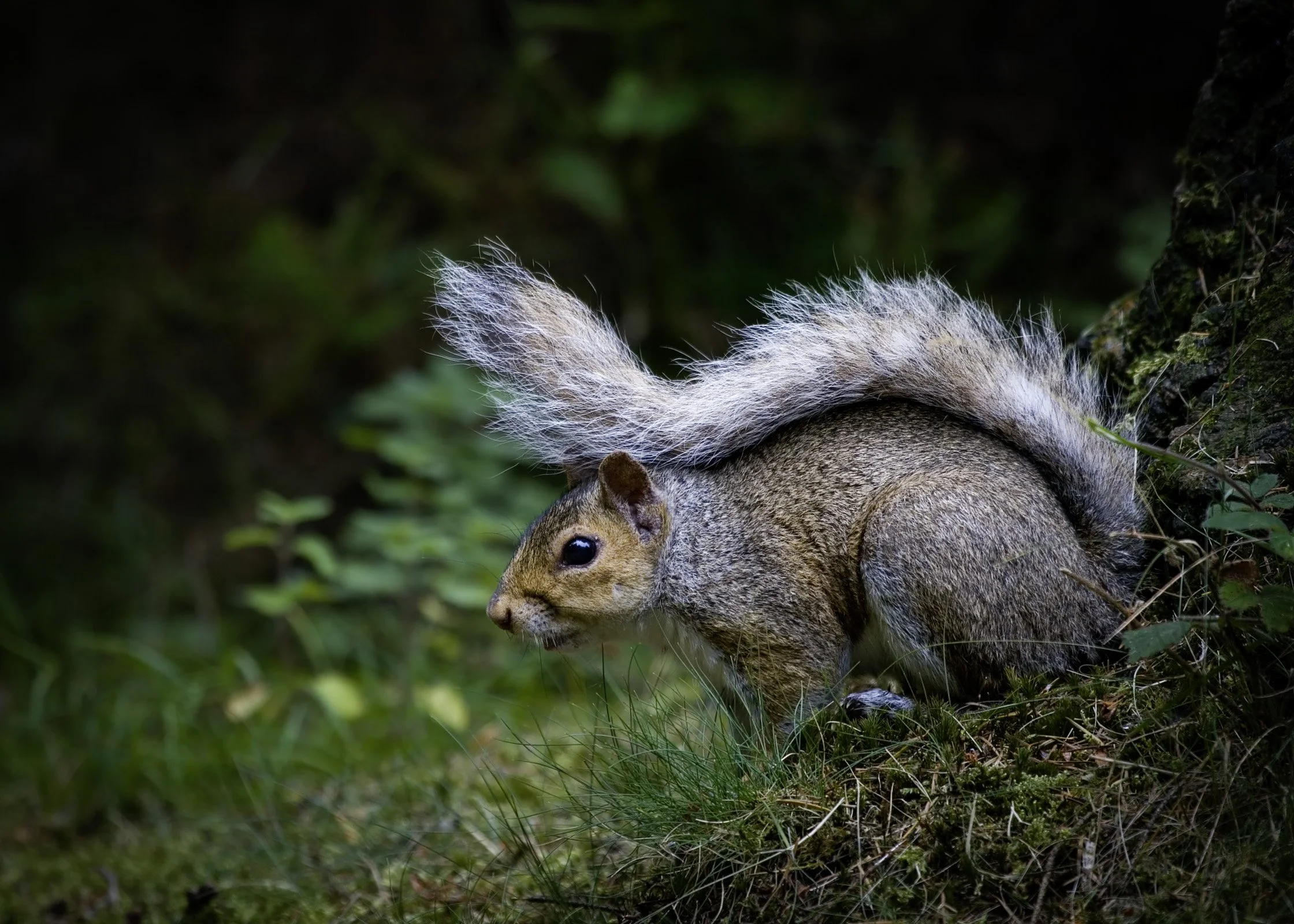 Grey Squirrel