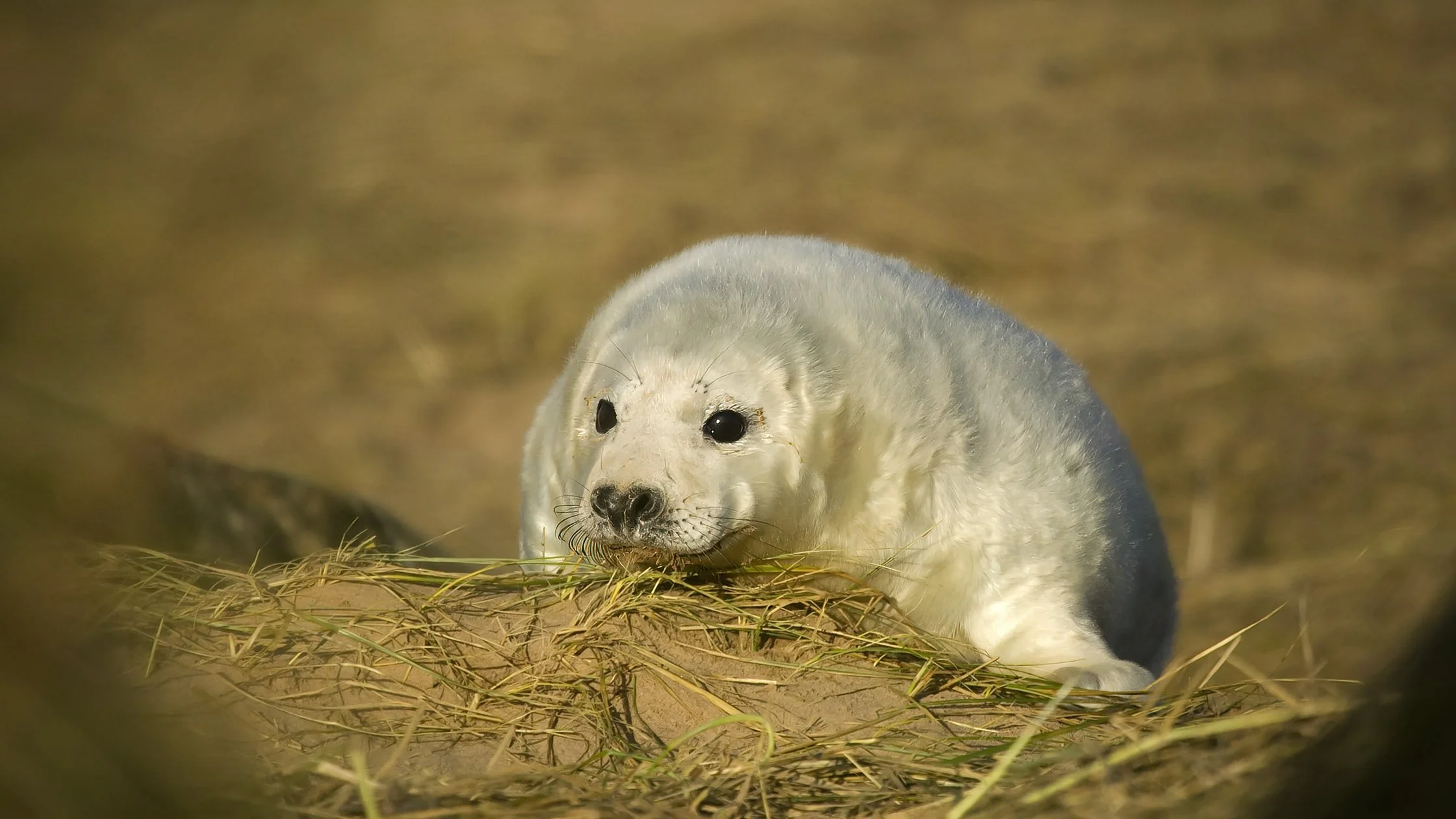 A close-up of a baby seal lying on a bed of grass and dirt, with blurred golden background.