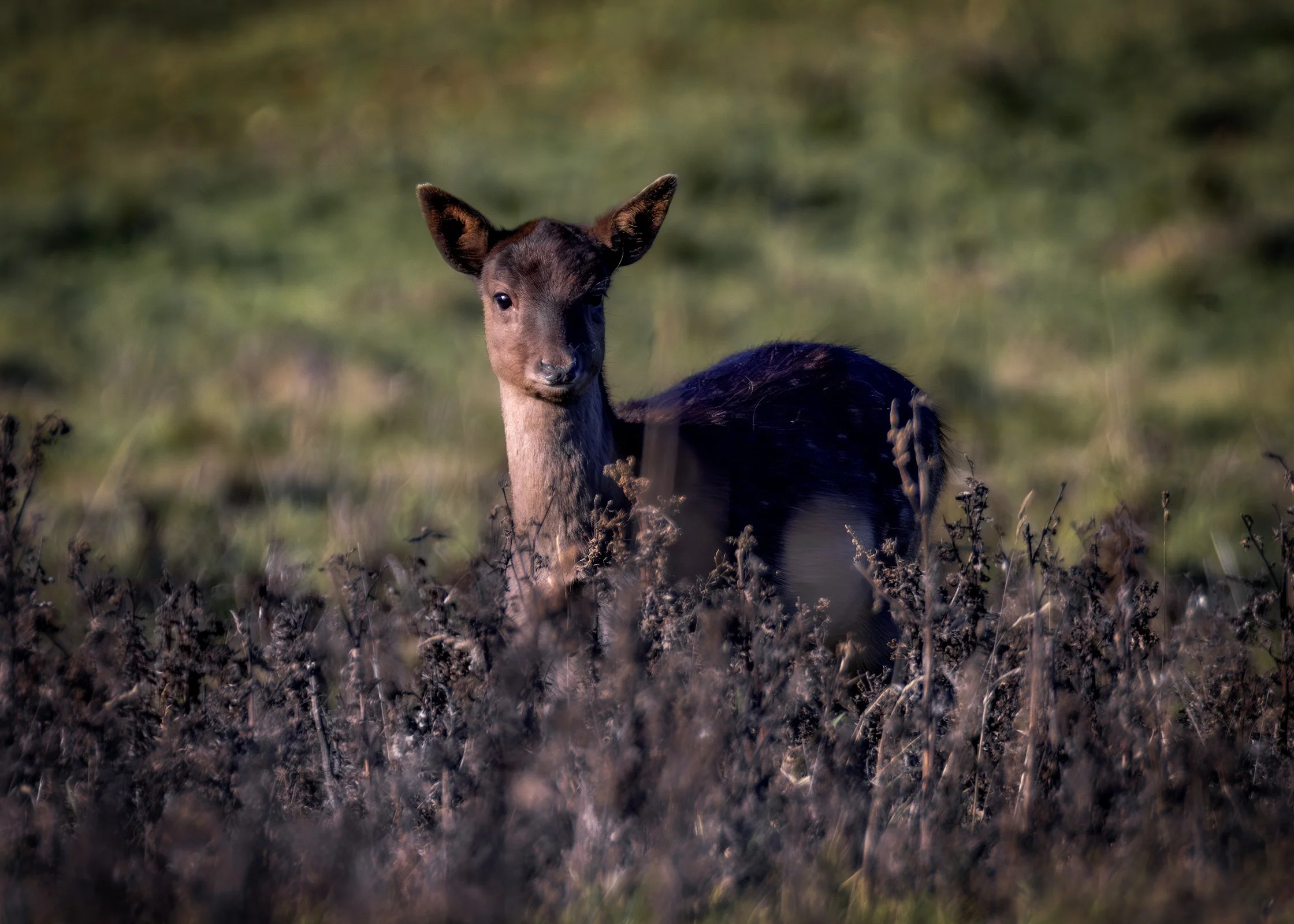 Fallow Deer: Doe