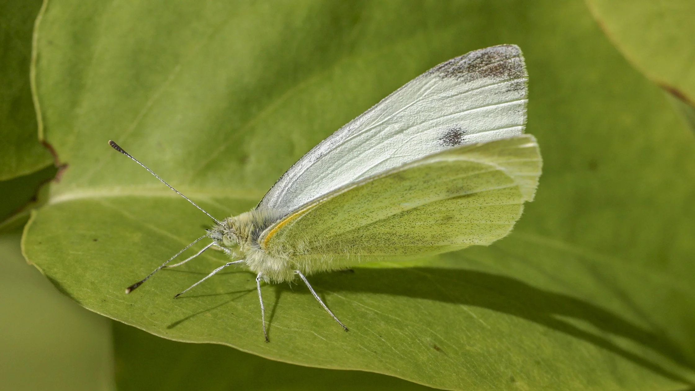 A pale yellow butterfly with light green and white wings resting on a green leaf.