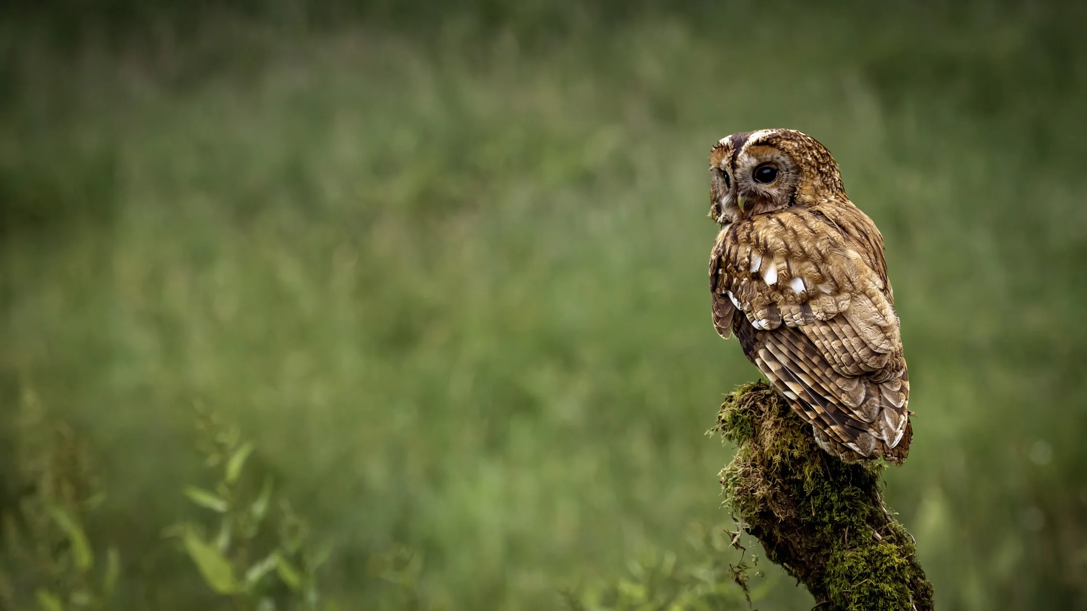 Tawny Owl