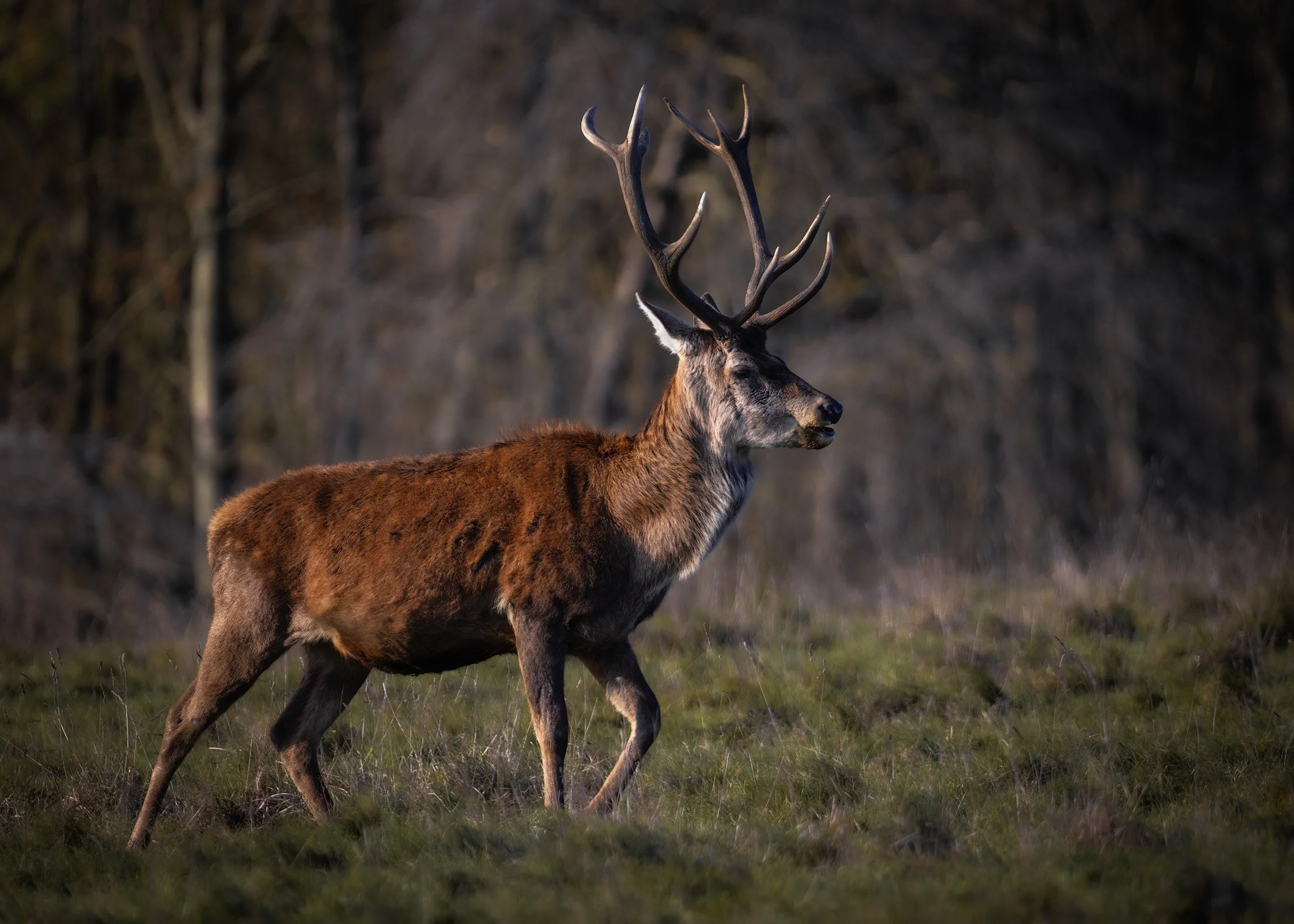 Red Deer: Stag