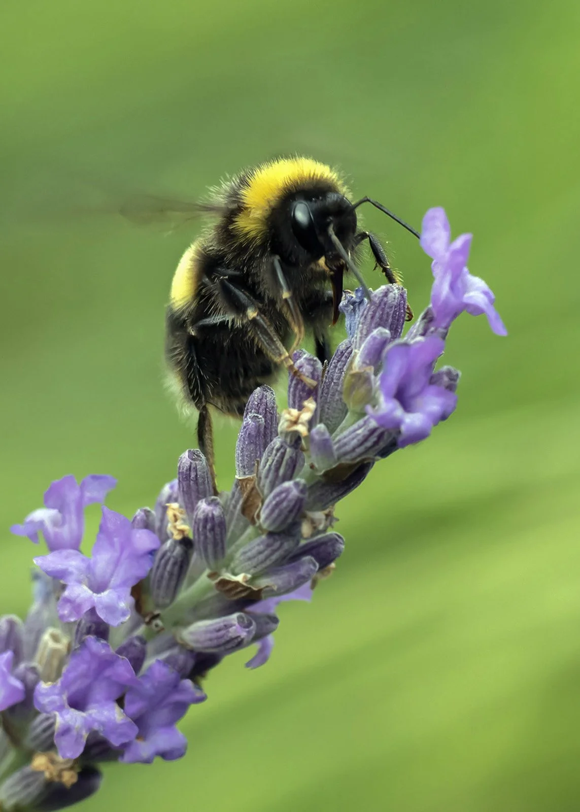 Close-up of a bumblebee on a lavender flower with a blurred green background.