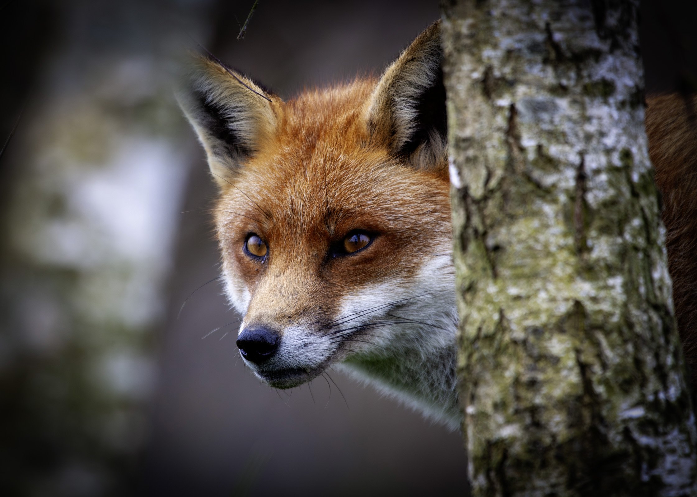 Red Fox