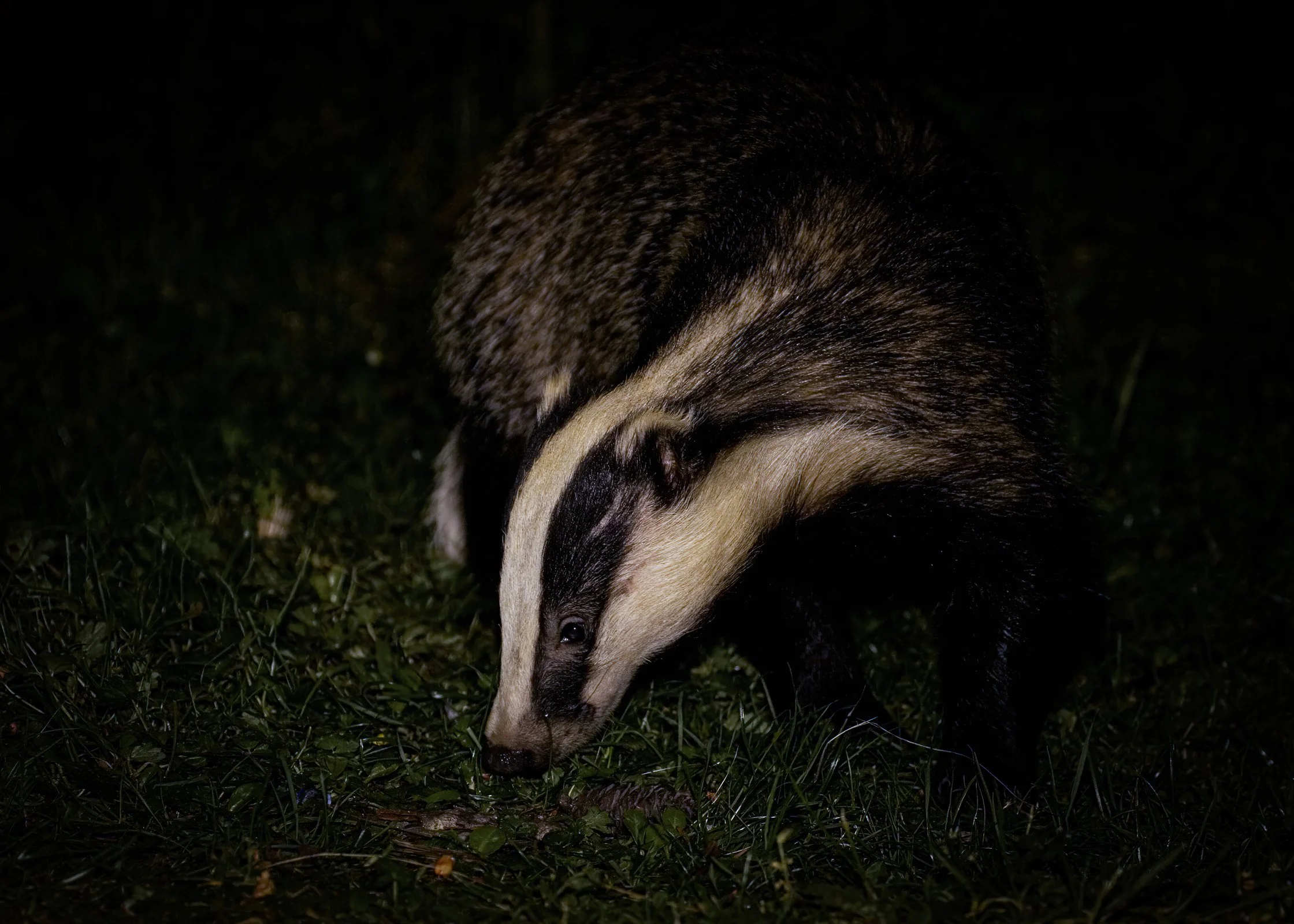 Badger