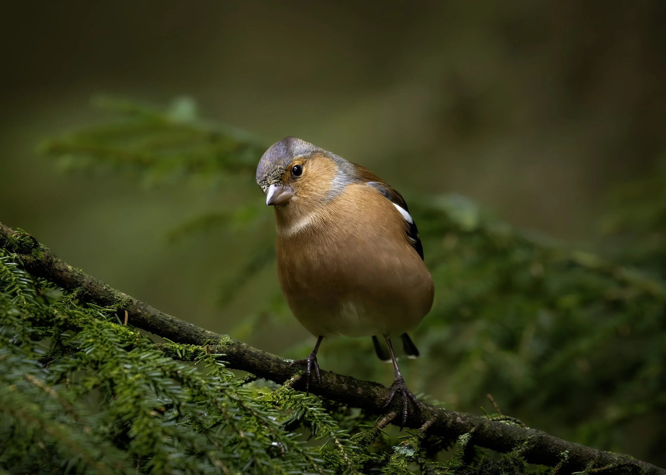 Chaffinch