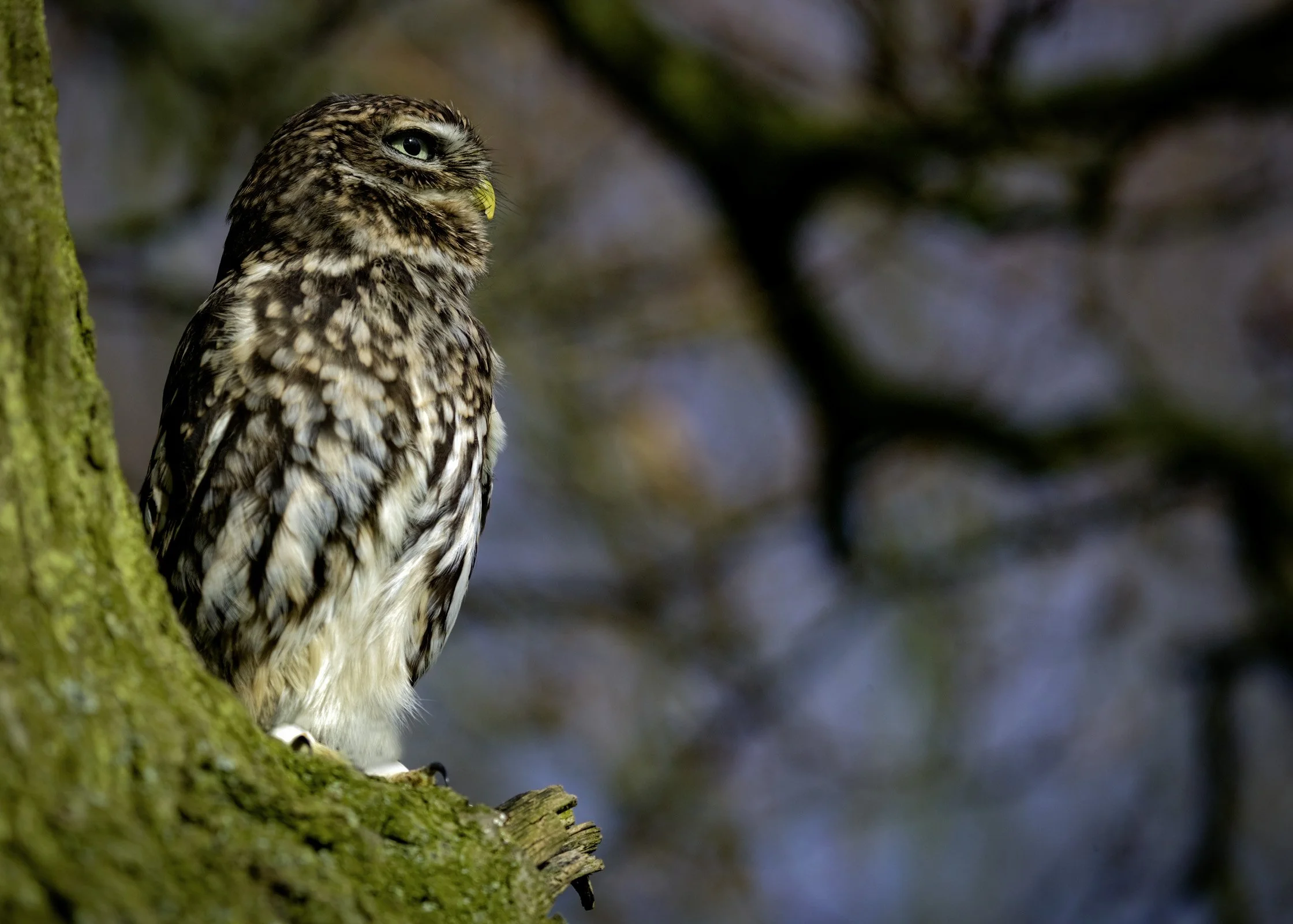 Little Owl