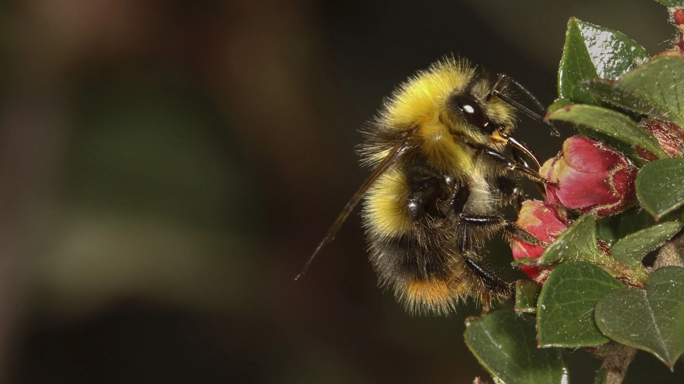 Close-up of a bumblebee on a green plant with red buds.