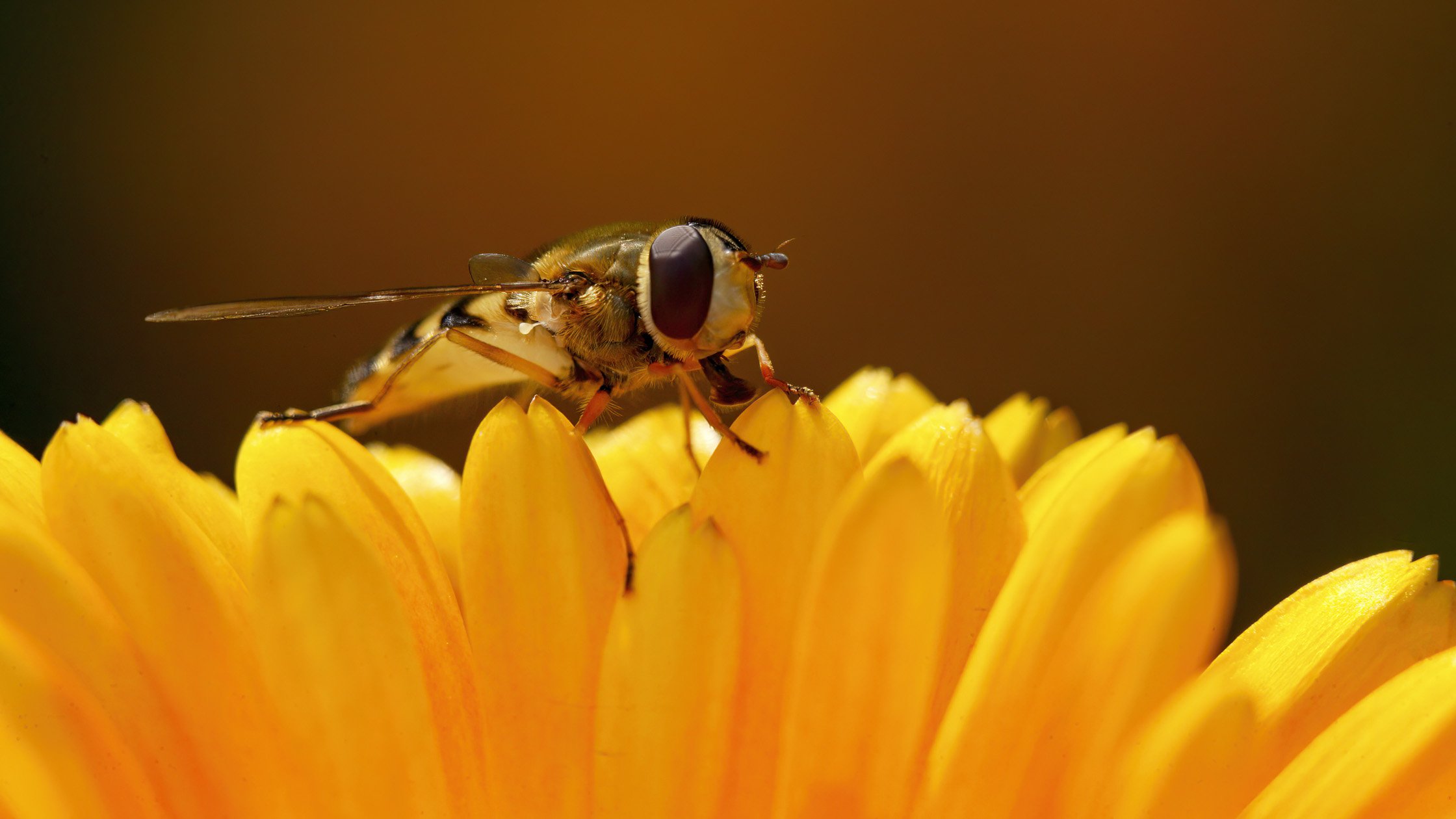 Close-up of a fly on a bright orange flower with yellow petals.