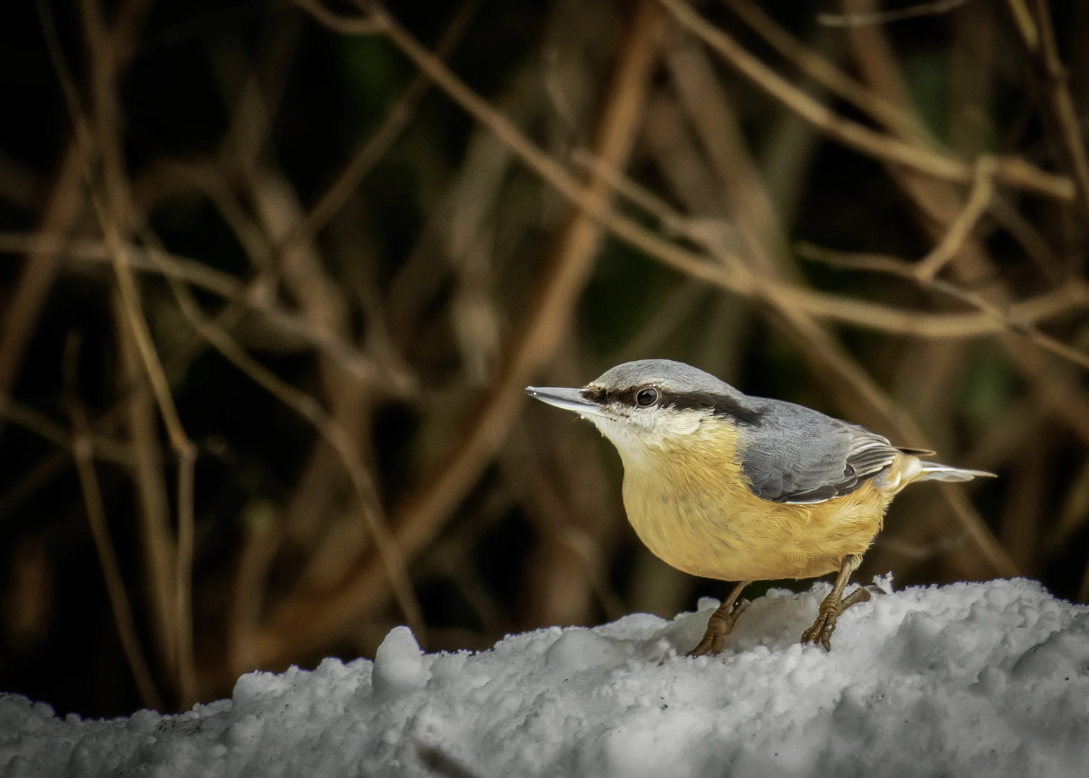 Nuthatch