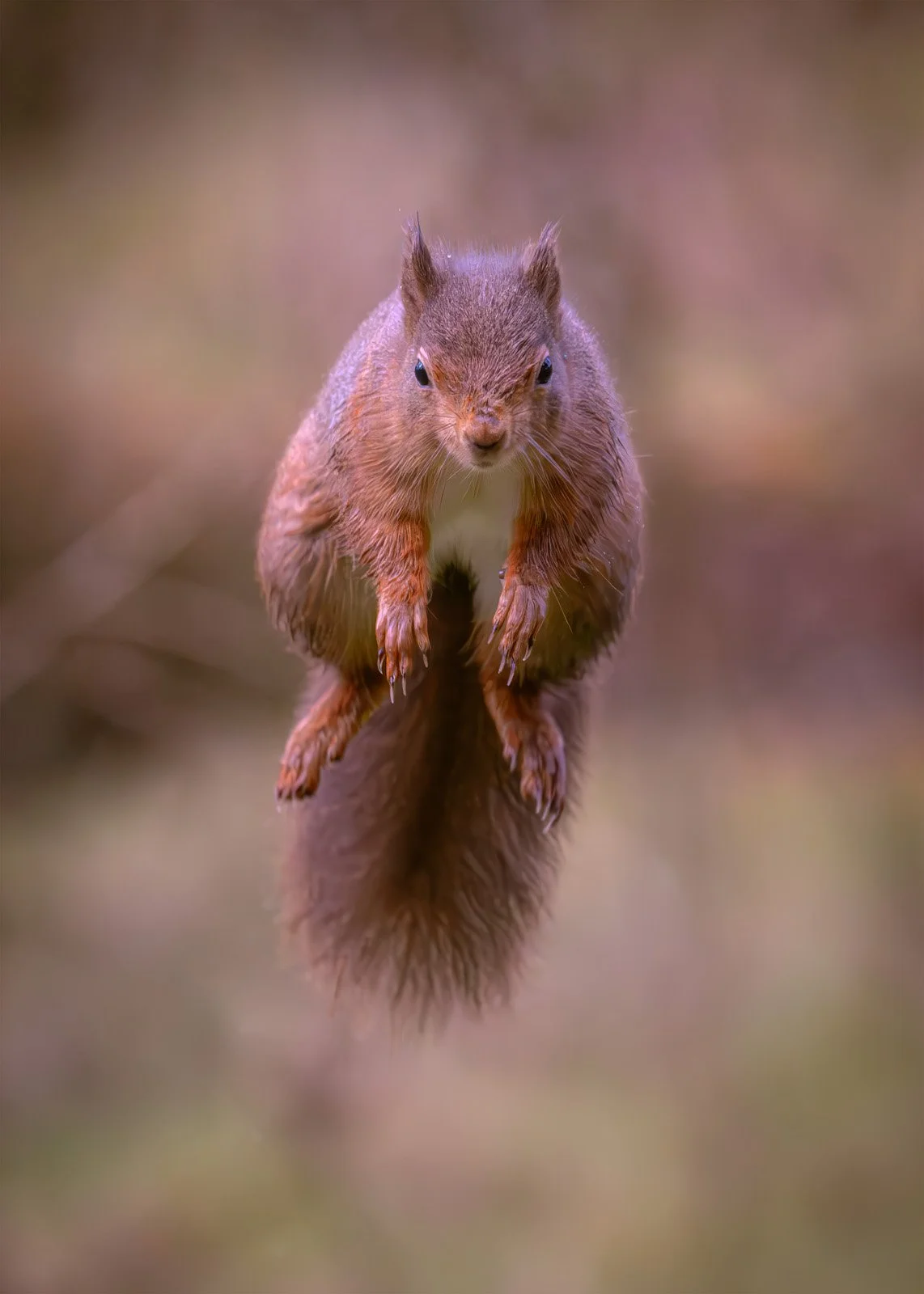 Red Squirrel