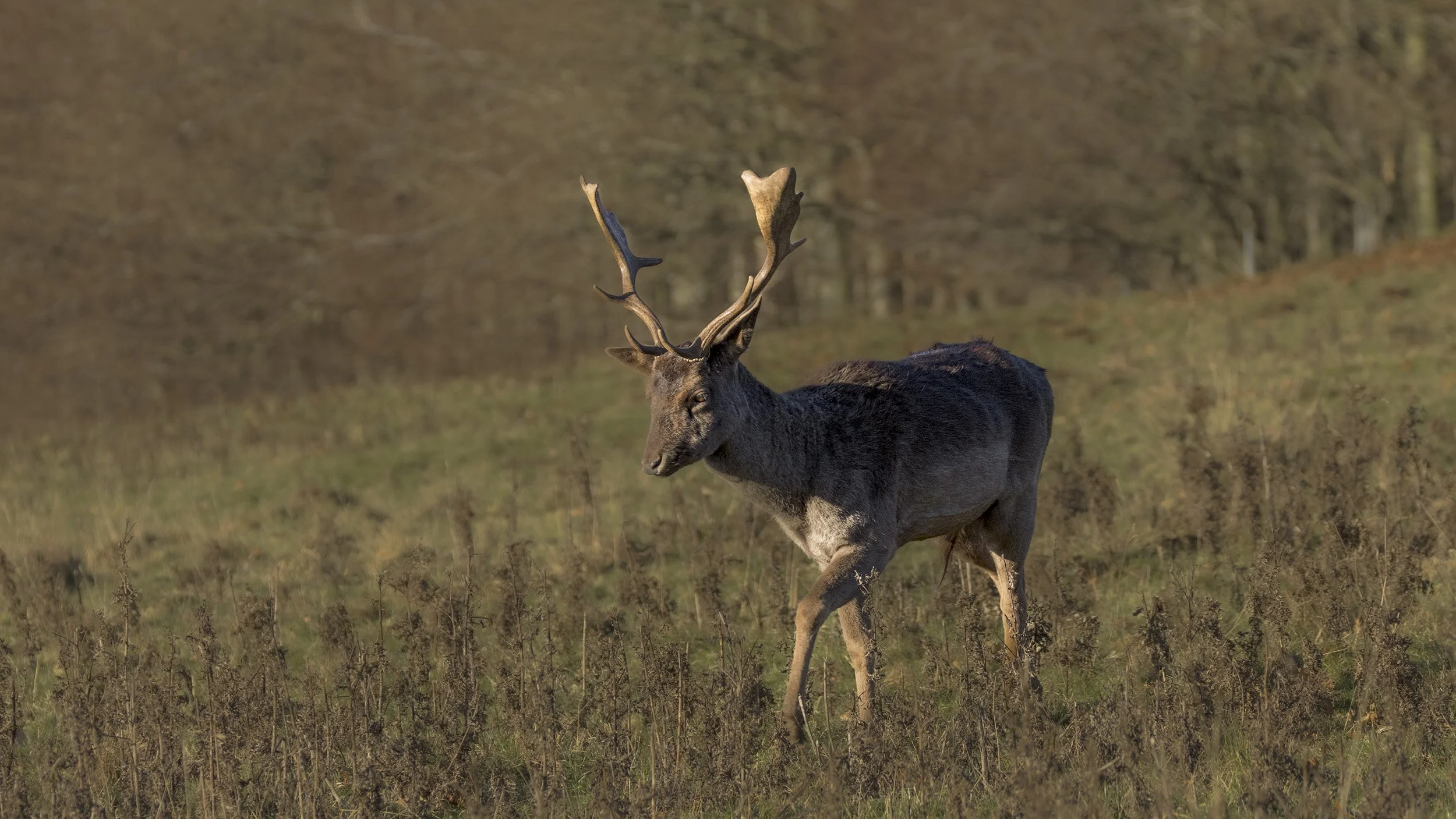 Fallow Deer Buck 020 Processed.jpg