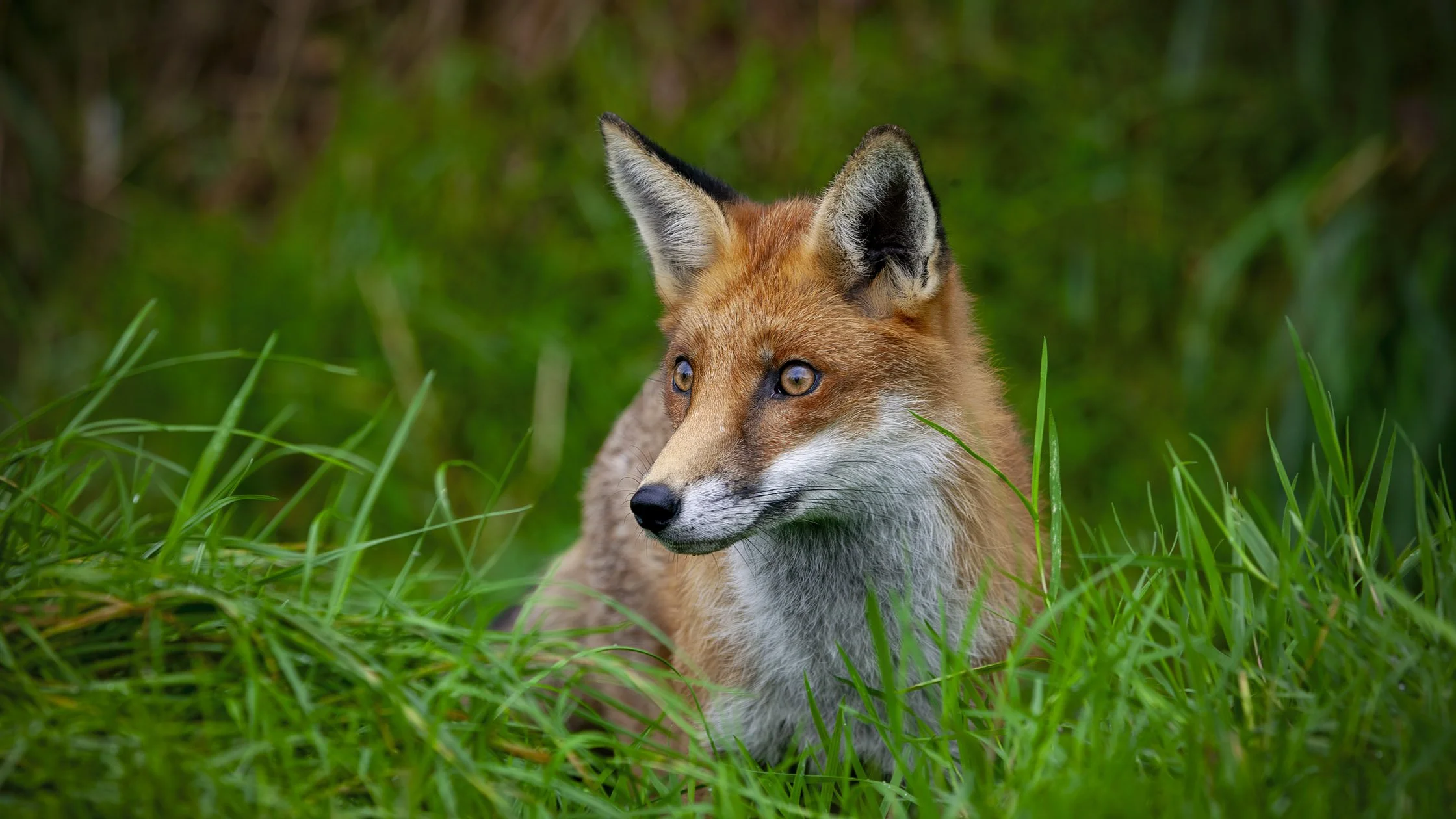 A red fox lying in green grass with a blurred natural background.