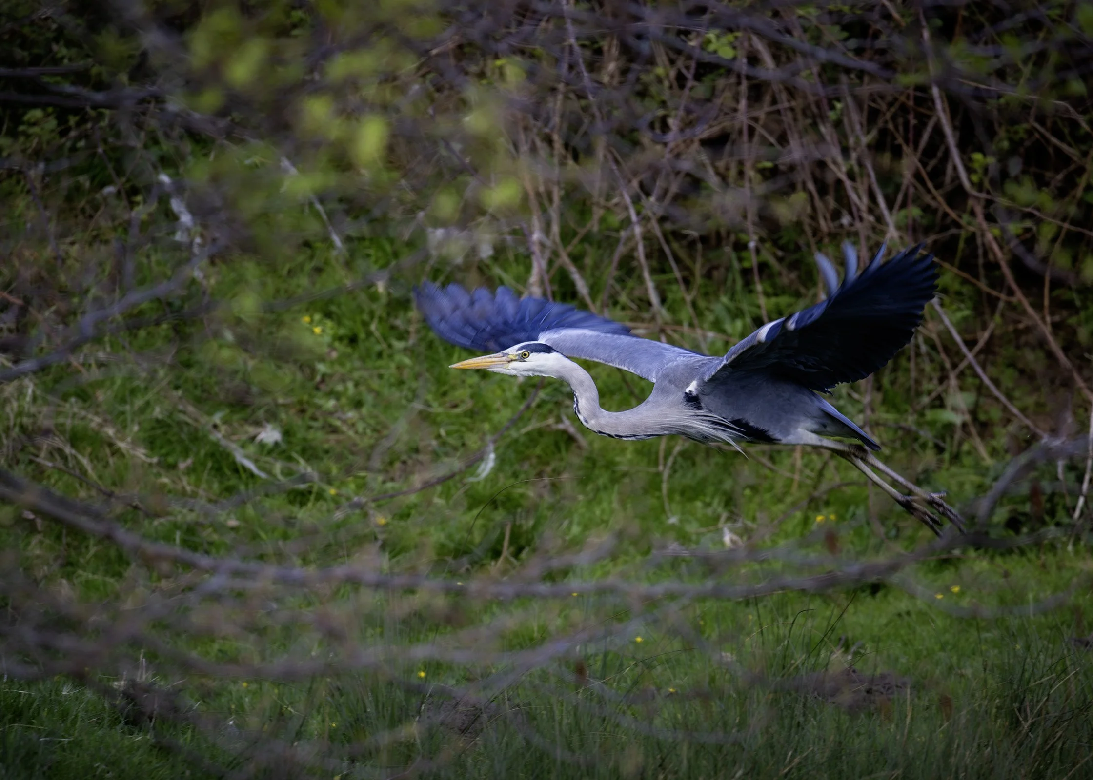 Heron
