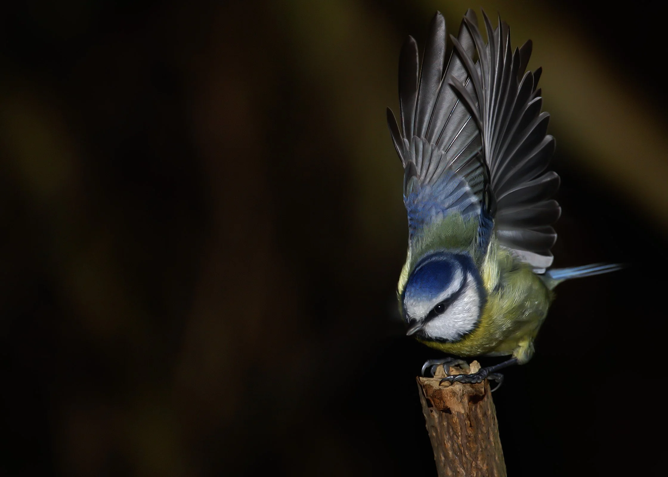 Blue Tit