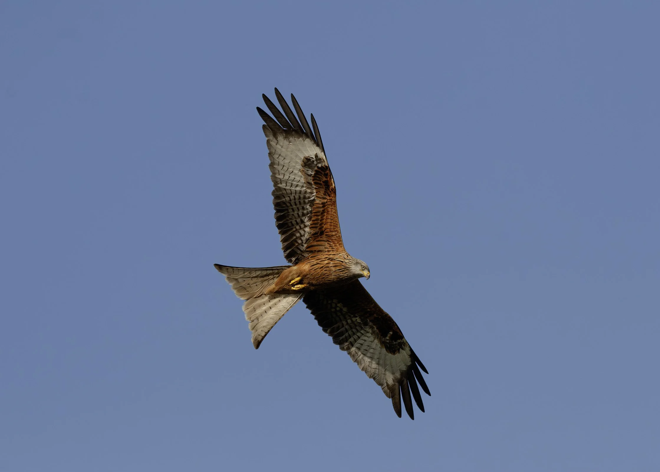 Red Kite