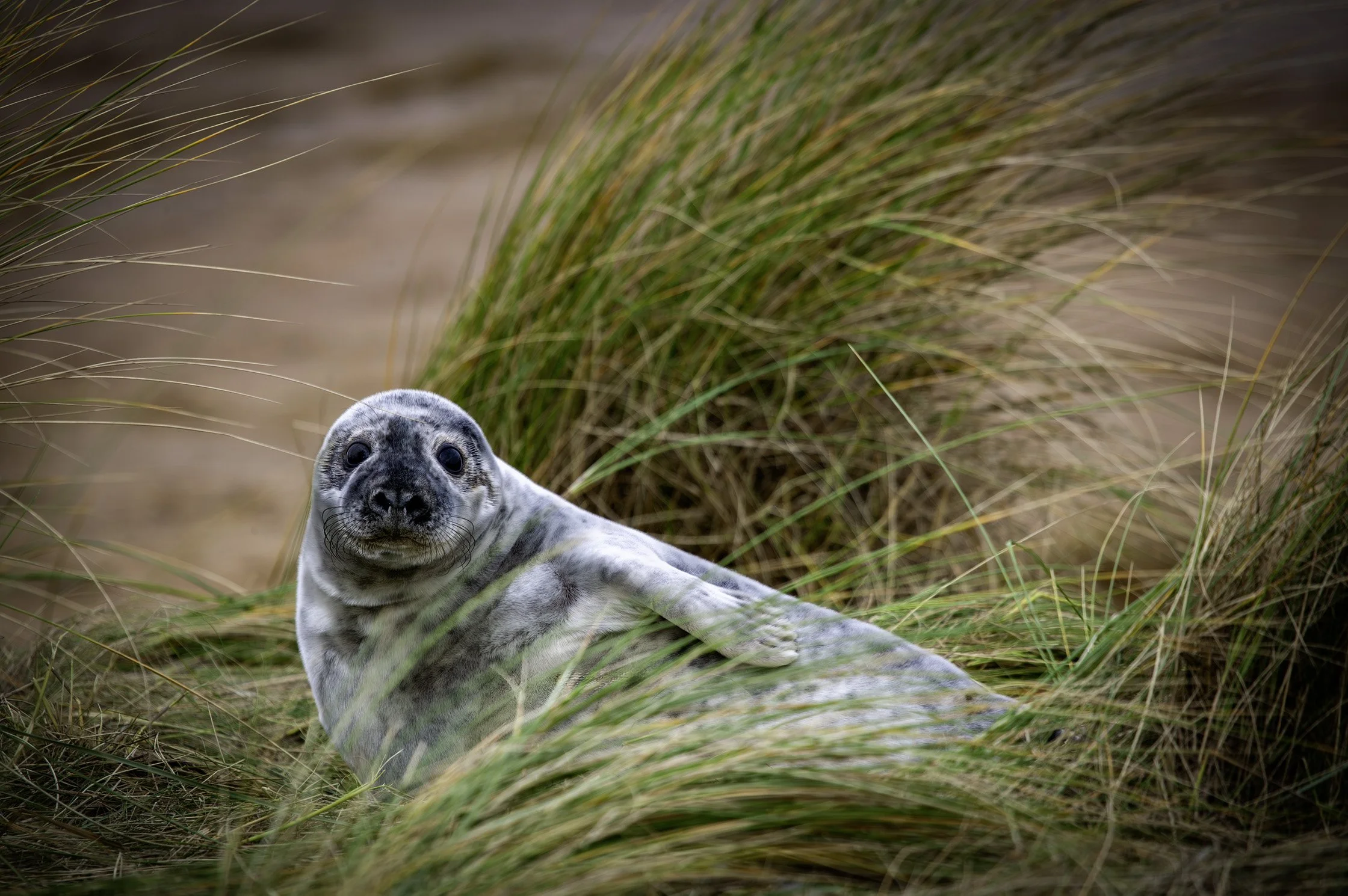 Grey Seal: Pup 