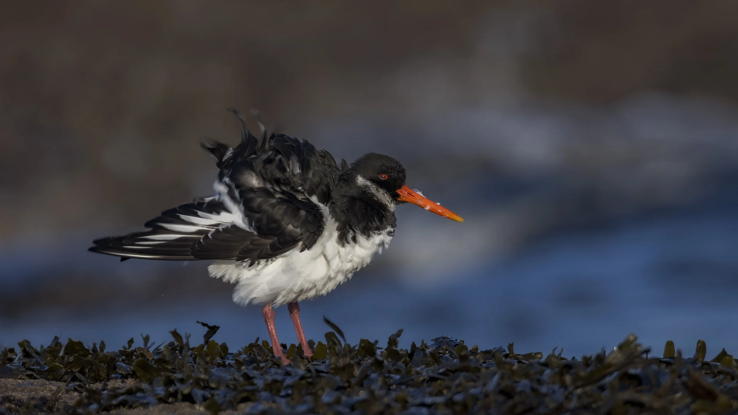 Oystercatcher