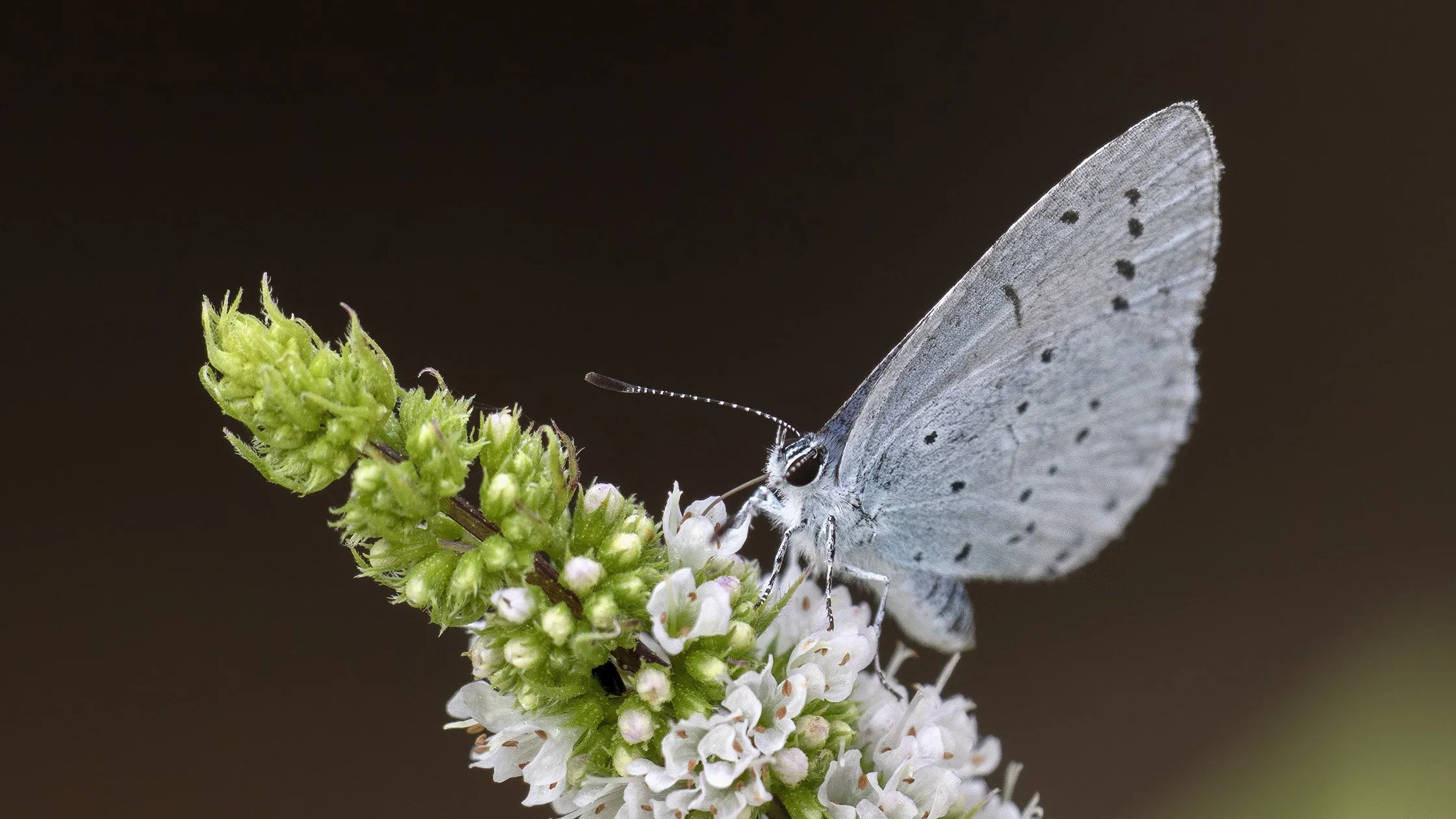 A close-up of a gray butterfly with black spots on white flowers and green buds against a dark background.