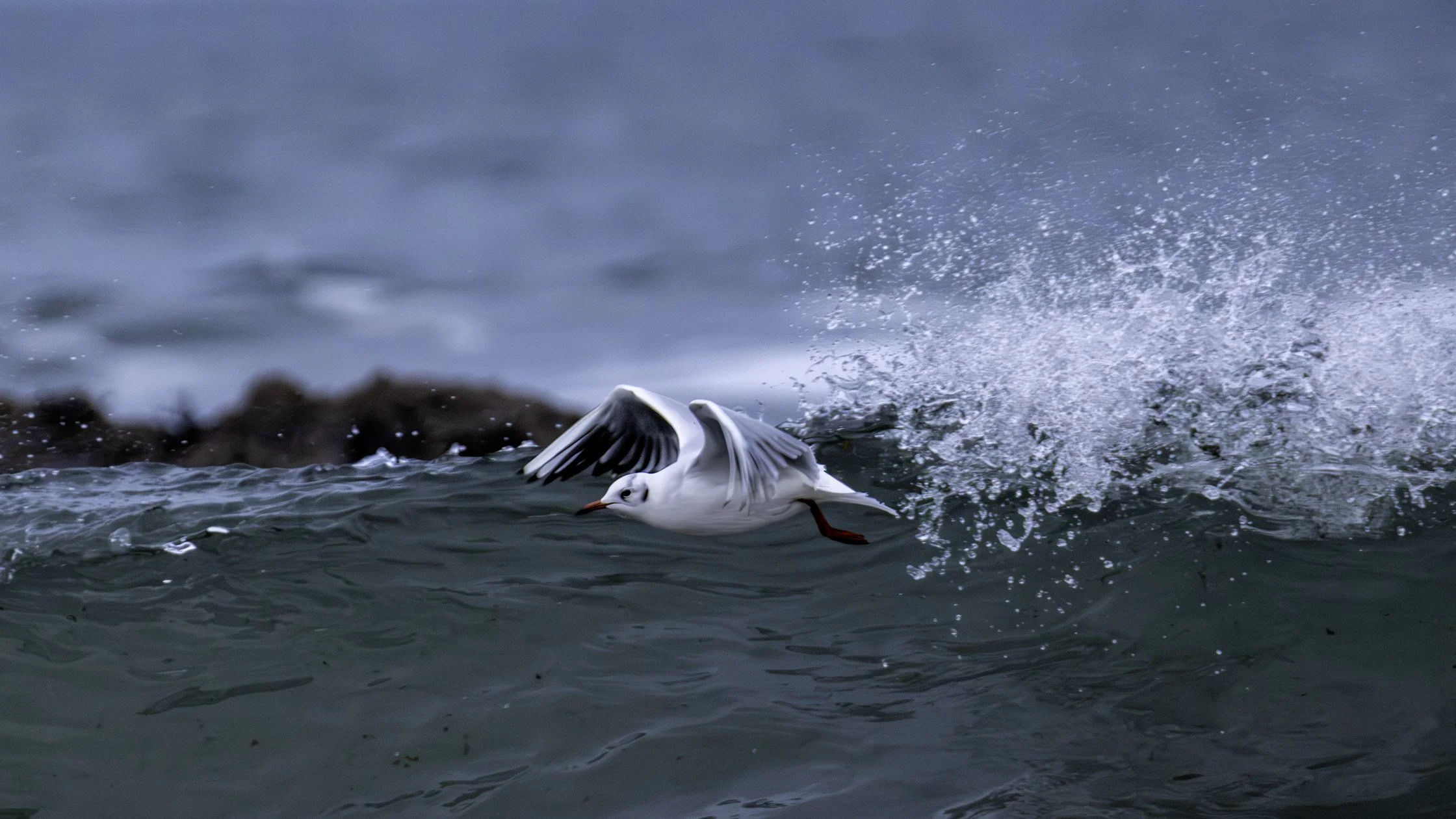 Black Headed Gull (Winter Plumage) 