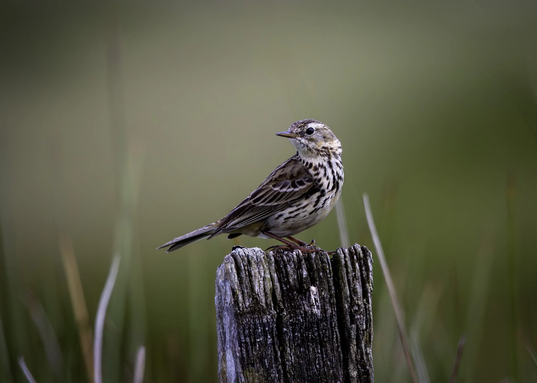 Meadow Pipit