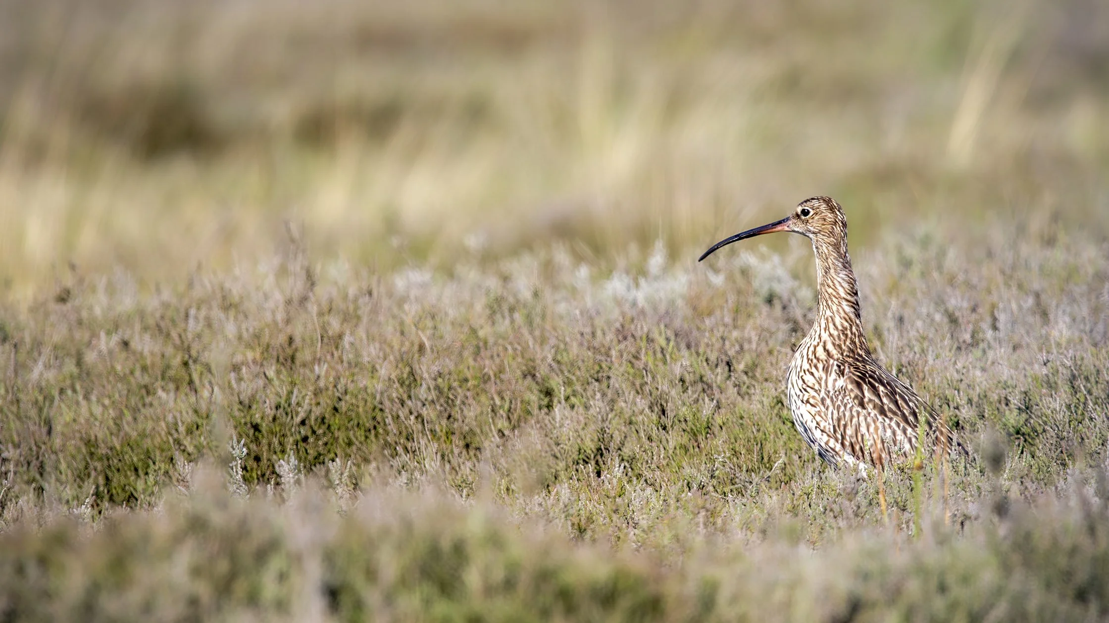 A bird with a long, curved beak standing in a grassy field.