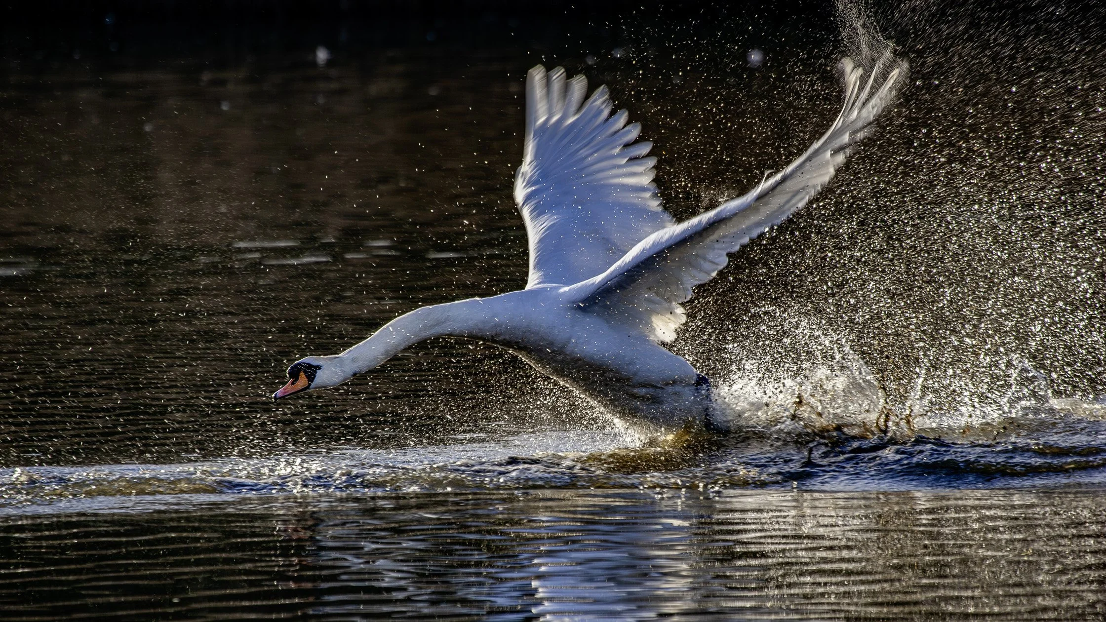Mute Swan