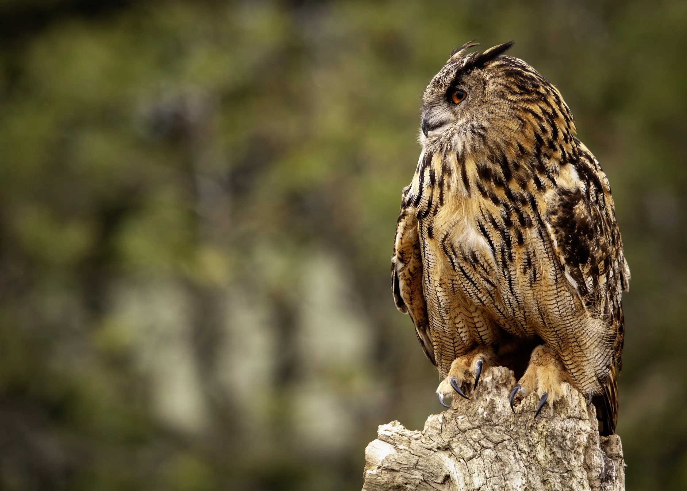 Eagle Owl