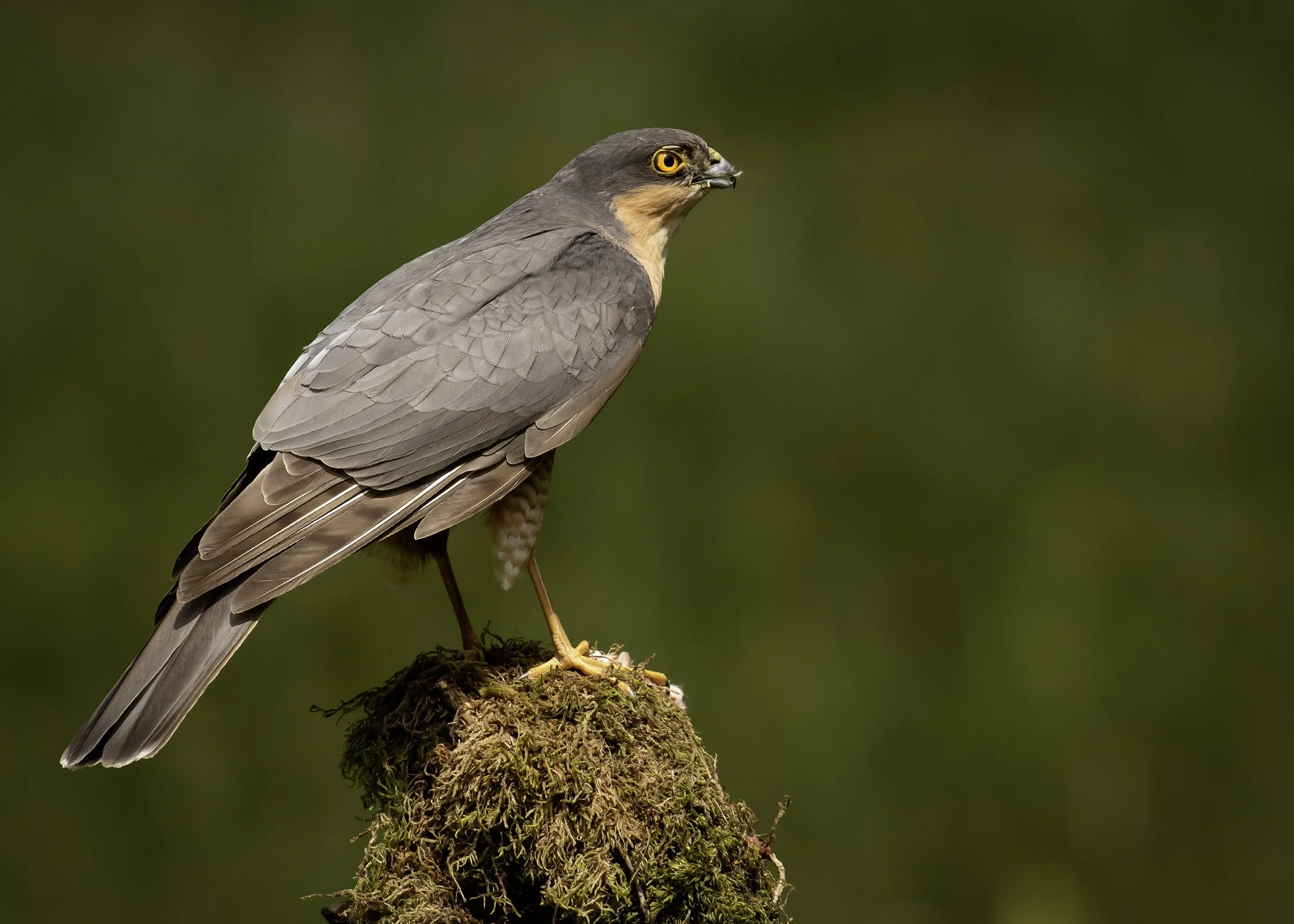 Sparrowhawk