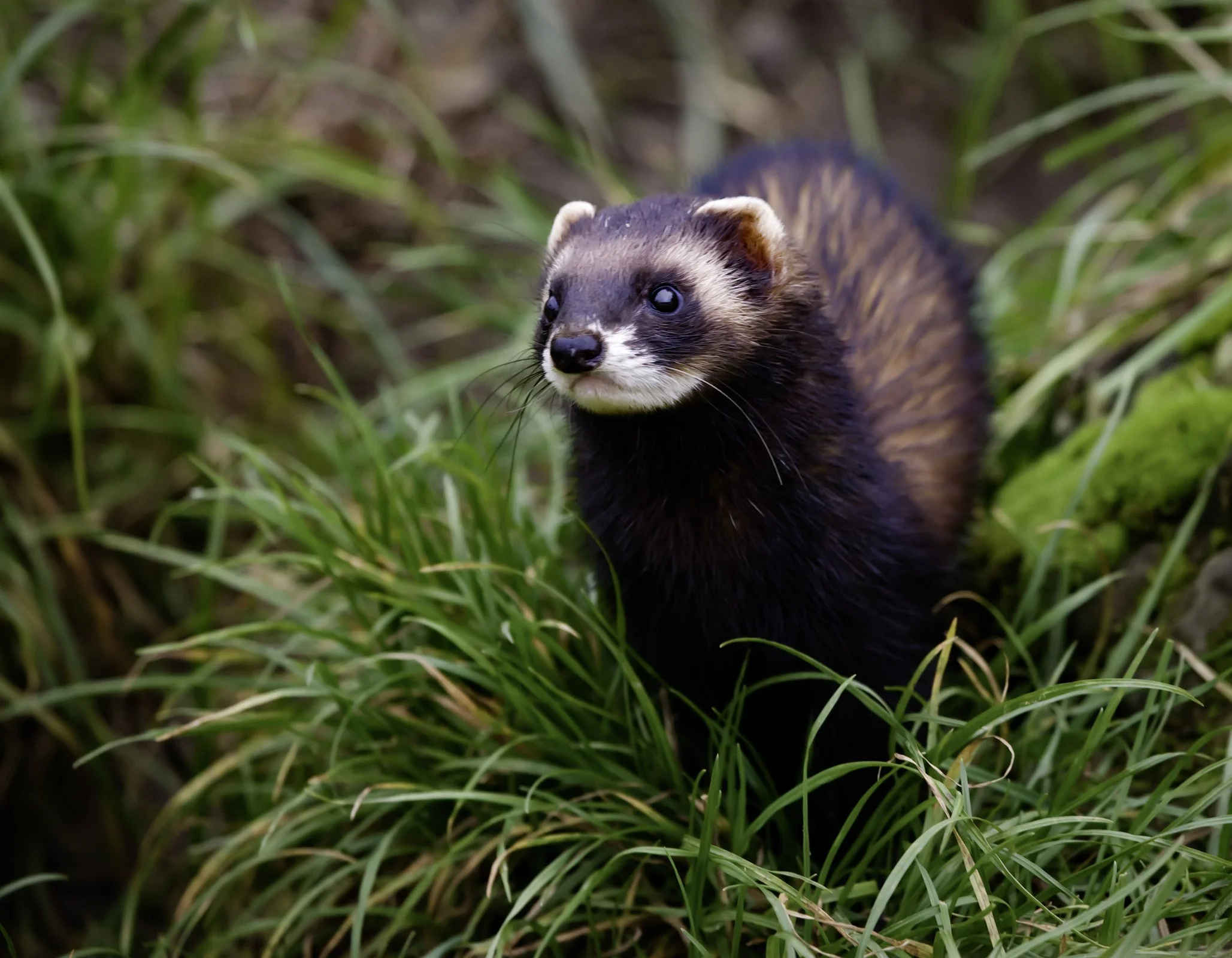 Polecat