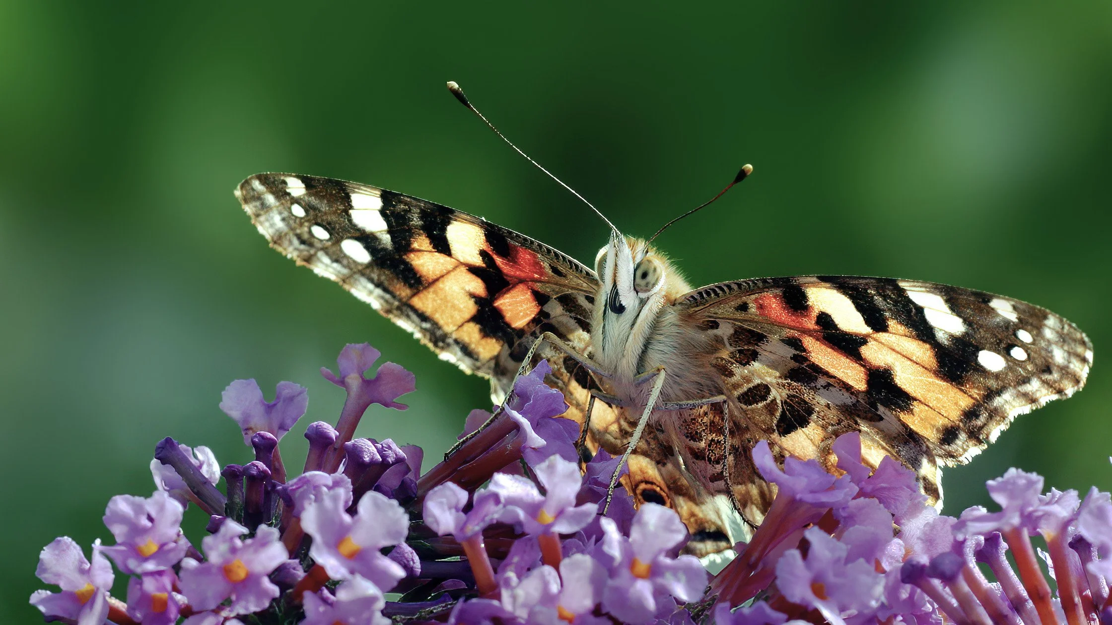 Close-up of a colorful butterfly perched on purple flowers against a green background.