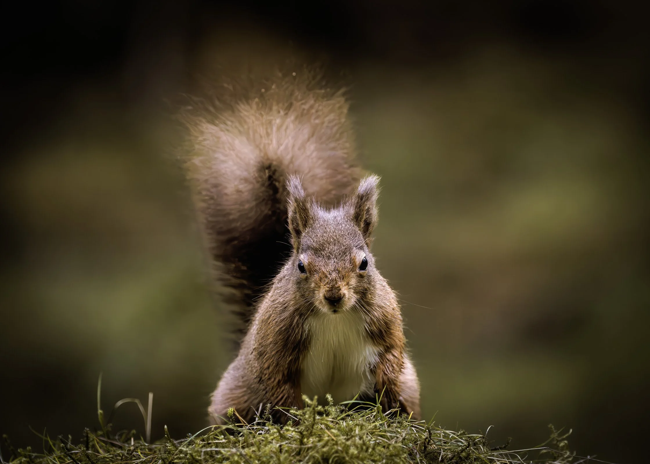Red Squirrel