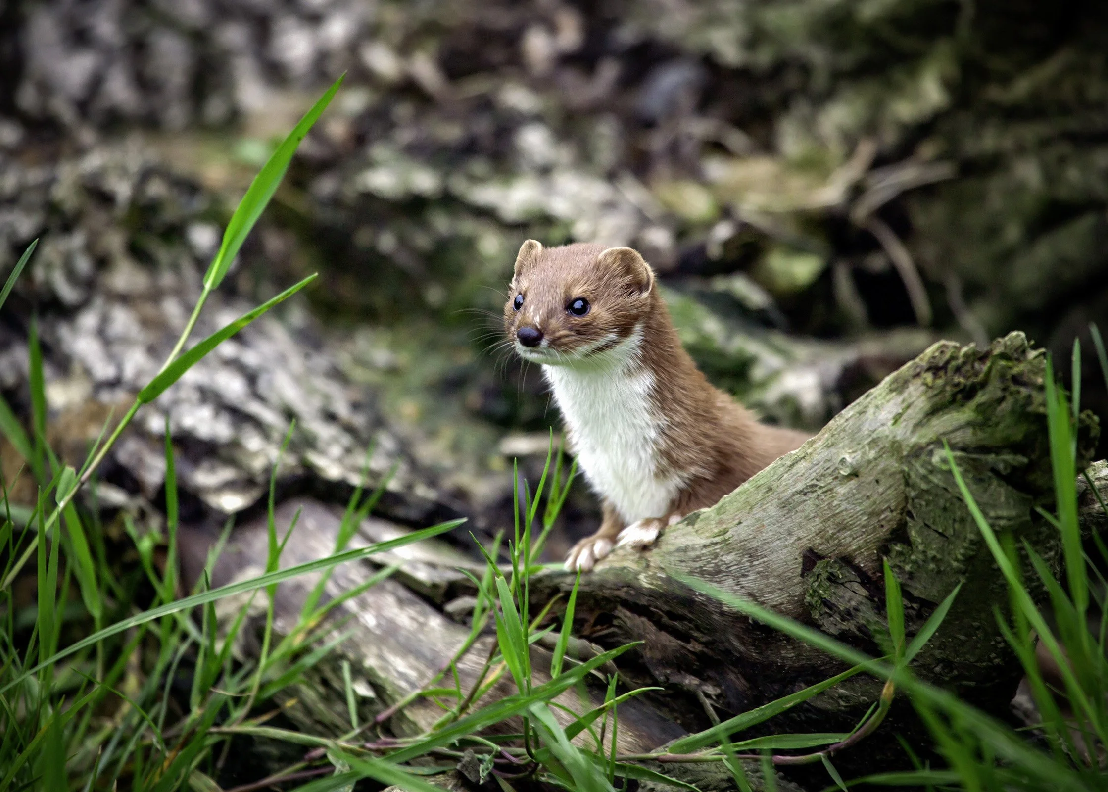 Stoat