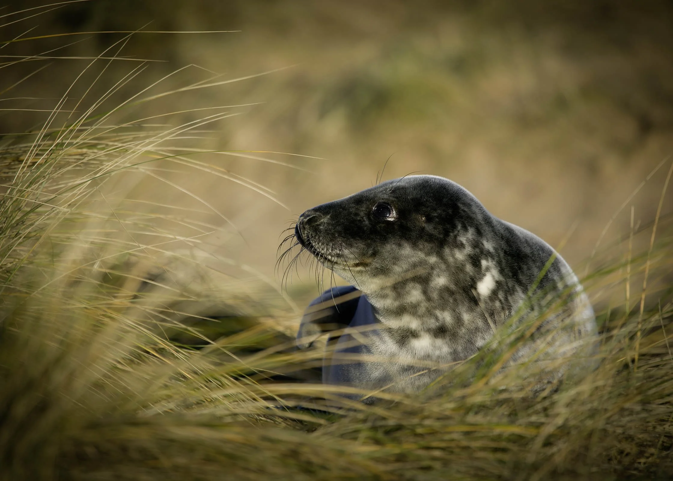 A gray seal resting in tall grass.