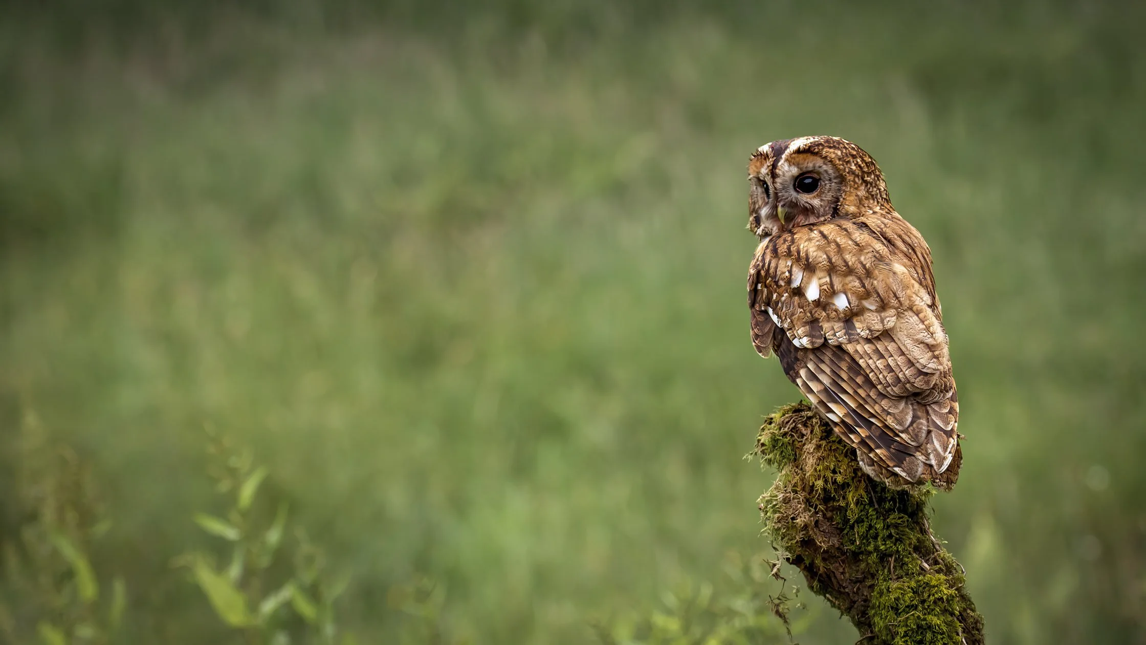 A brown owl perched on a moss-covered branch in a lush green environment.