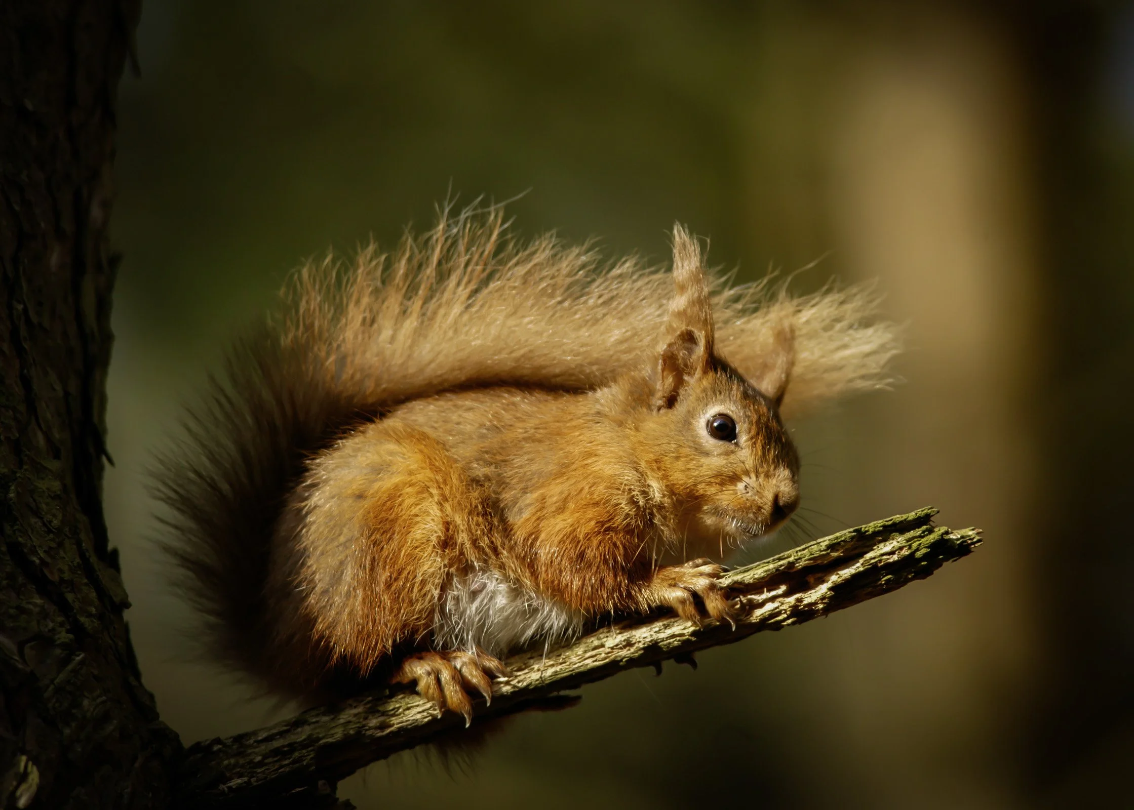 Red Squirrel