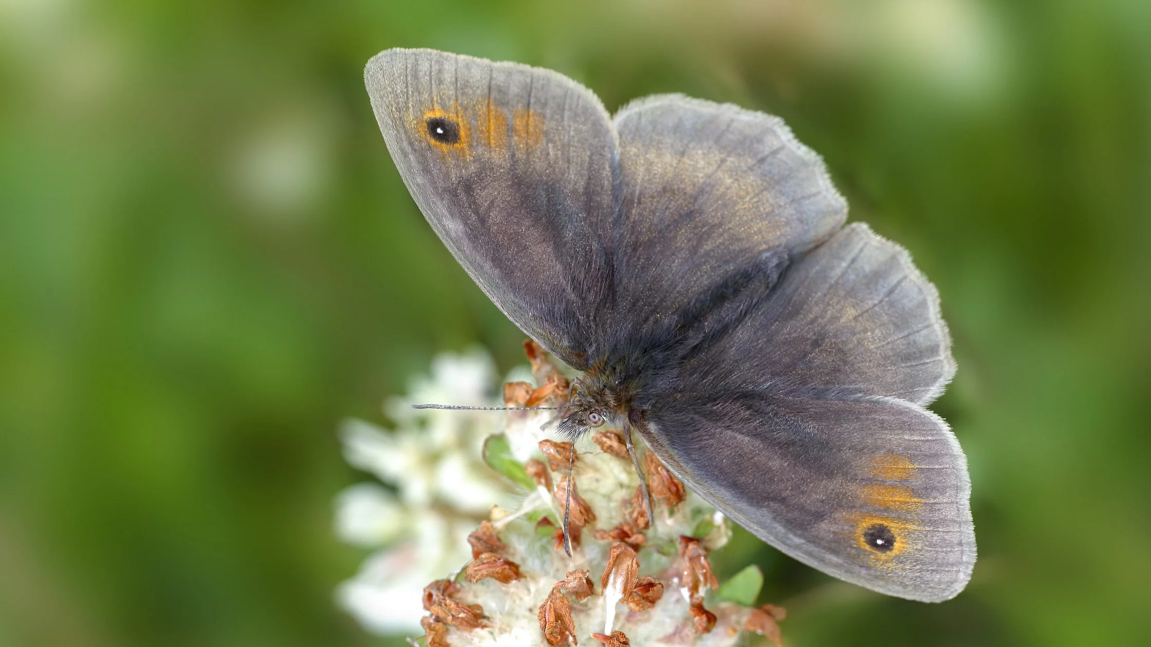 A close-up of a grey butterfly with orange and black eye spots on its wings, perched on a white and brown flower with a blurred green background.