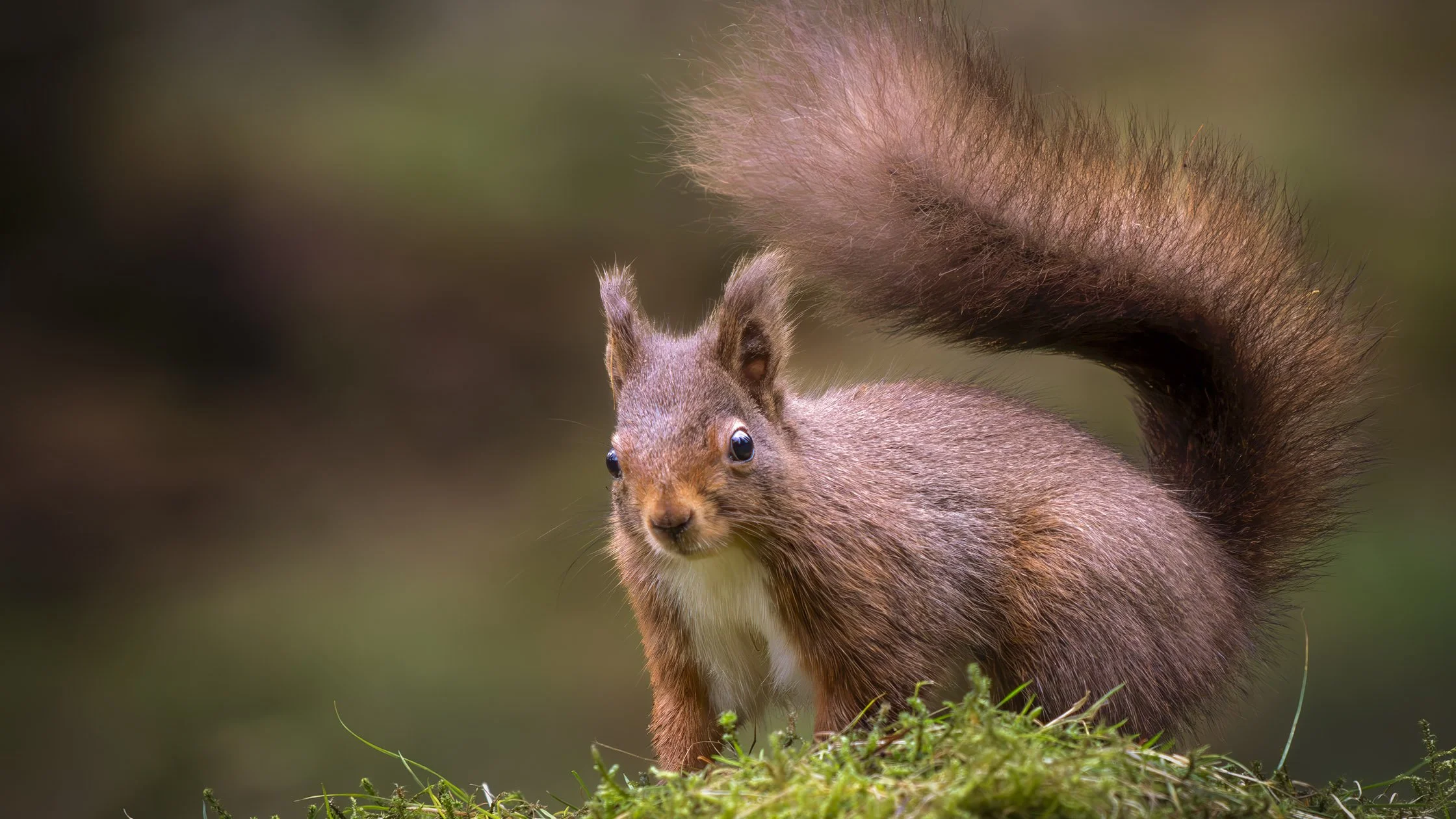 A squirrel standing on green moss with a blurred natural background.