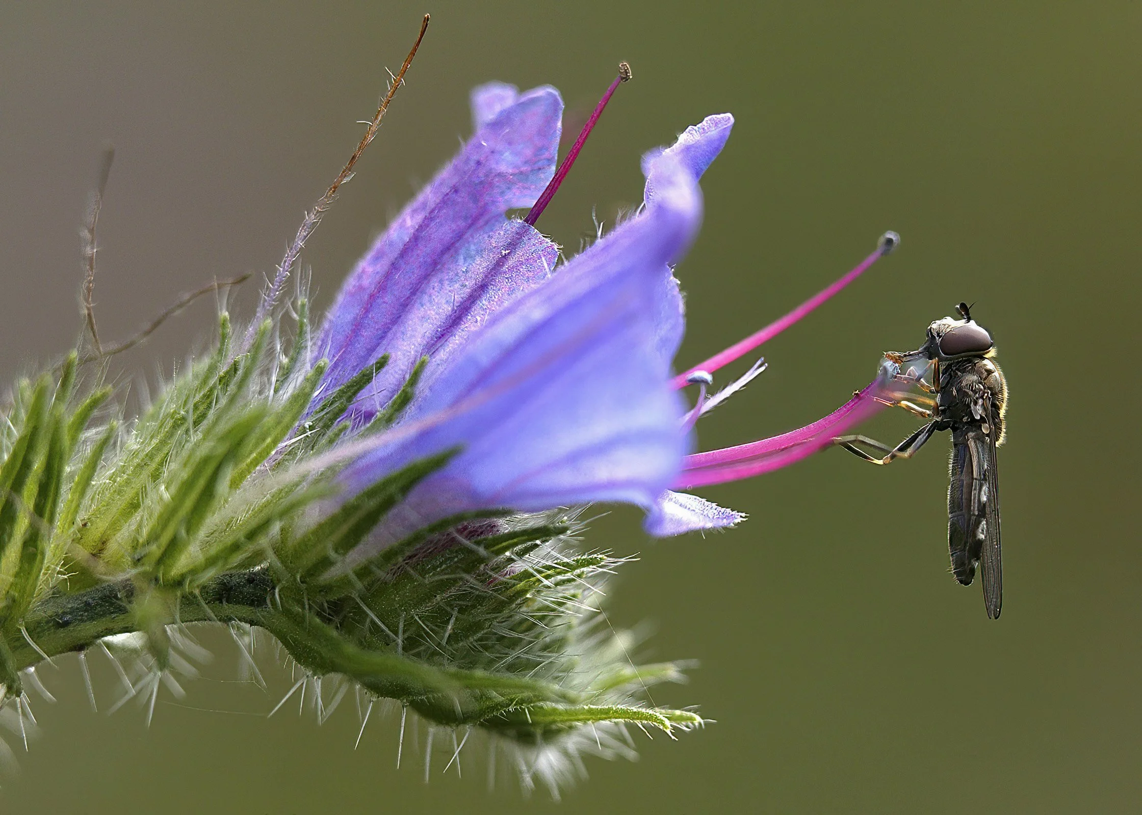 A close-up view of a bee on a purple flower with a blurred green background.